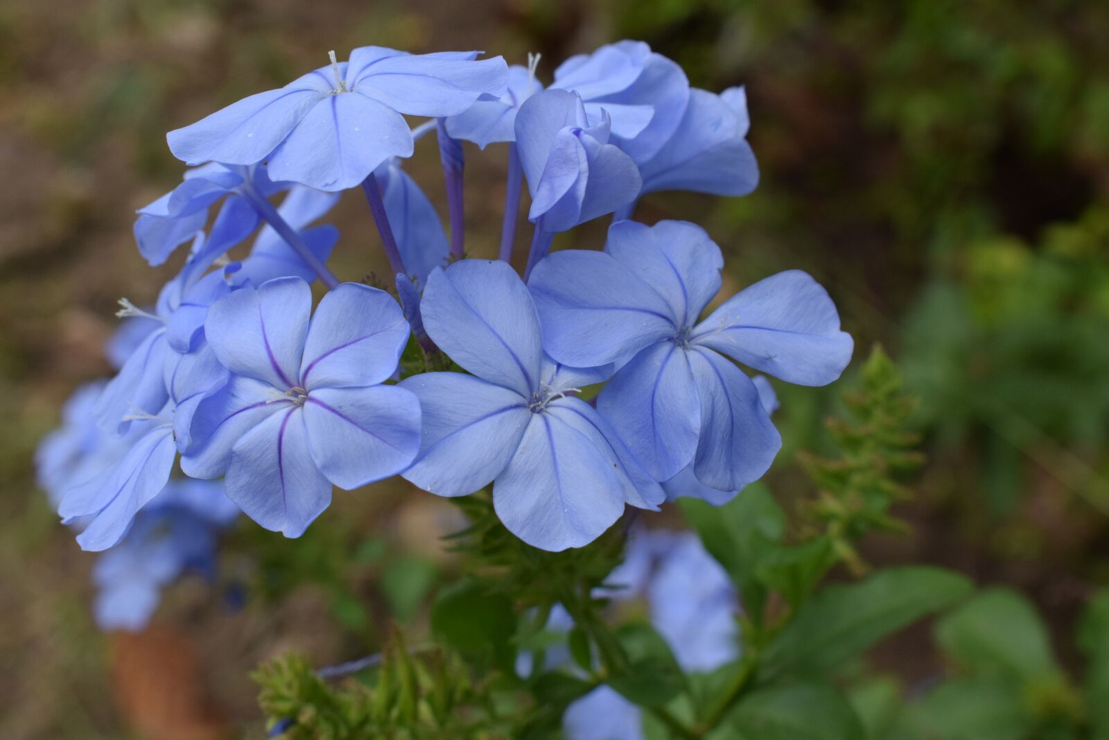Nikon D5300 sample photo. Colombia, flowers, petals photography