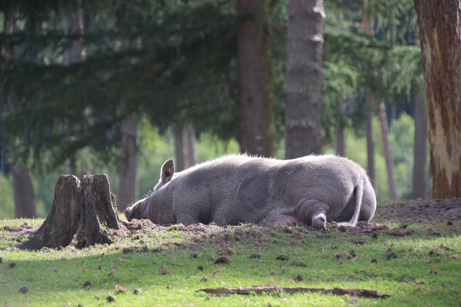 Canon EOS 700D (EOS Rebel T5i / EOS Kiss X7i) sample photo. Pot bellied pig, pig photography