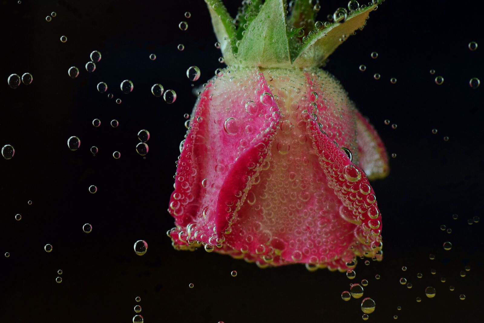 Nikon D3300 sample photo. Rose, underwater, water photography