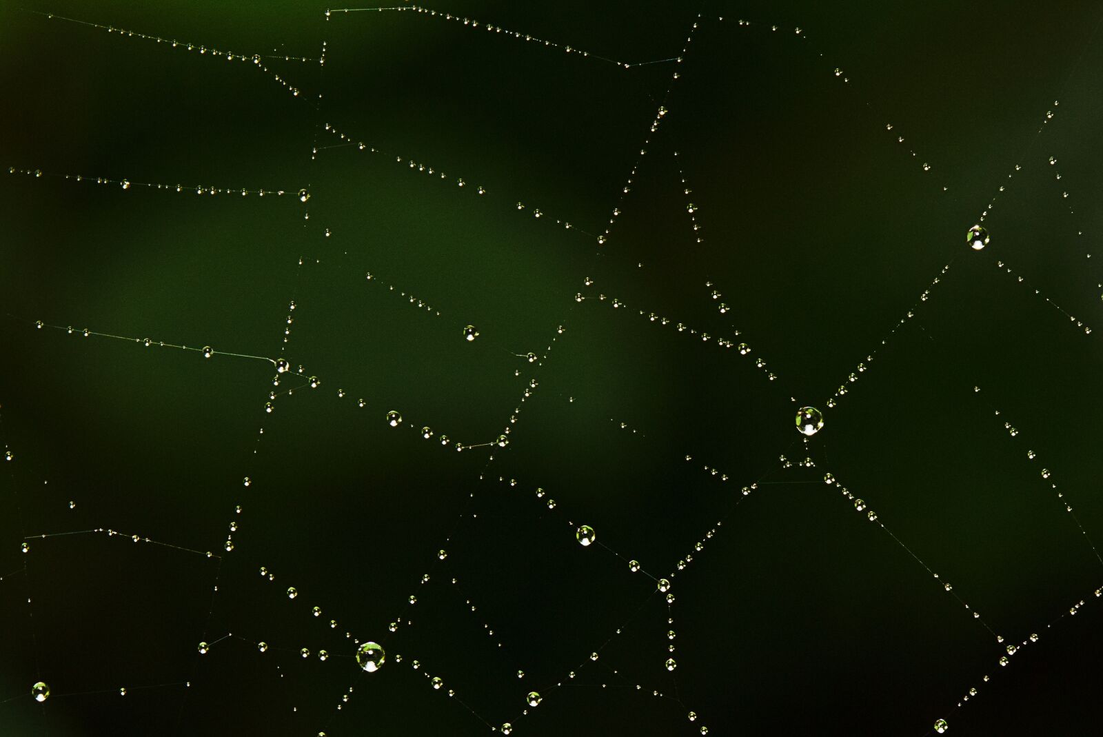 Canon EOS M5 sample photo. Cobweb, dew, drip photography