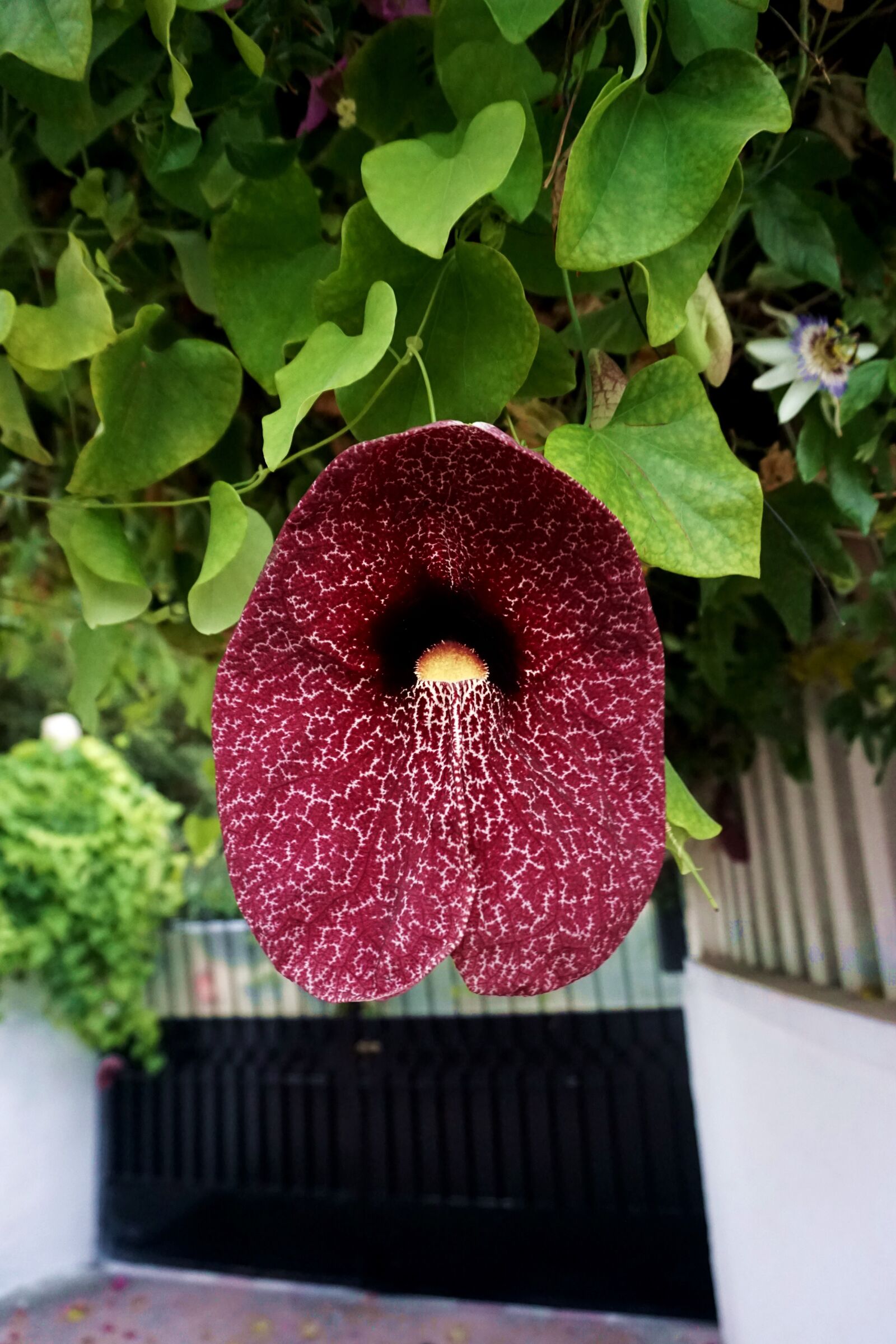 Sony a5100 sample photo. Flower, violet, creeper photography