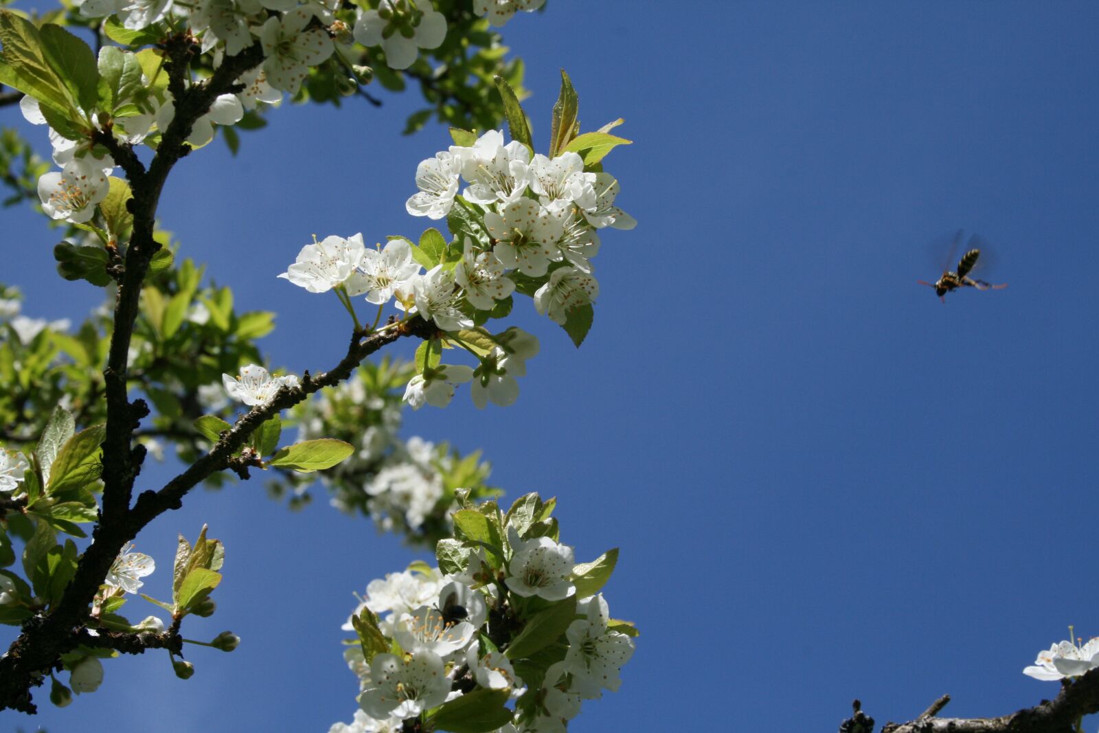Canon EOS 400D (EOS Digital Rebel XTi / EOS Kiss Digital X) sample photo. Spring pollinators, bees, white photography
