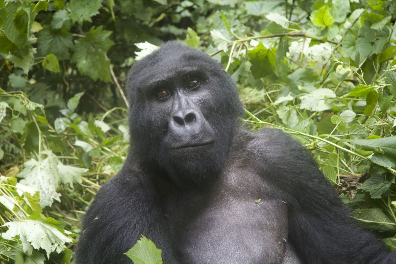 Canon EF-S 17-85mm F4-5.6 IS USM sample photo. Gorilla, wildlife, uganda photography