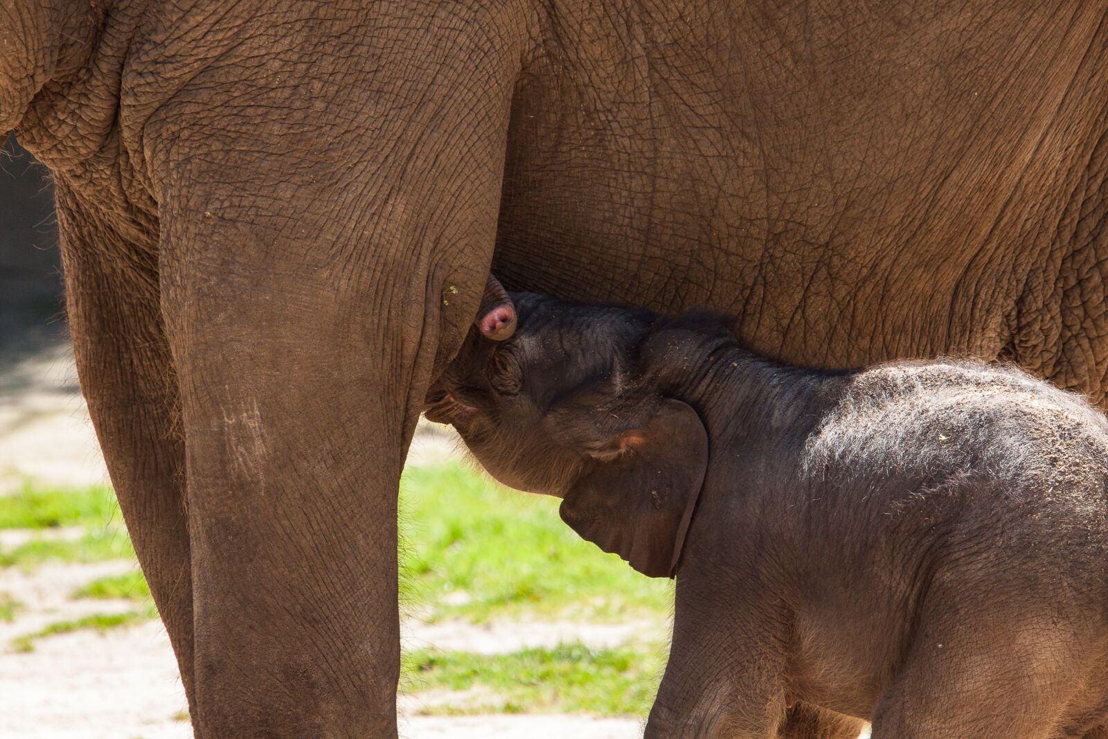 Canon EOS 50D sample photo. Baby elephant, elephant, pachyderm photography