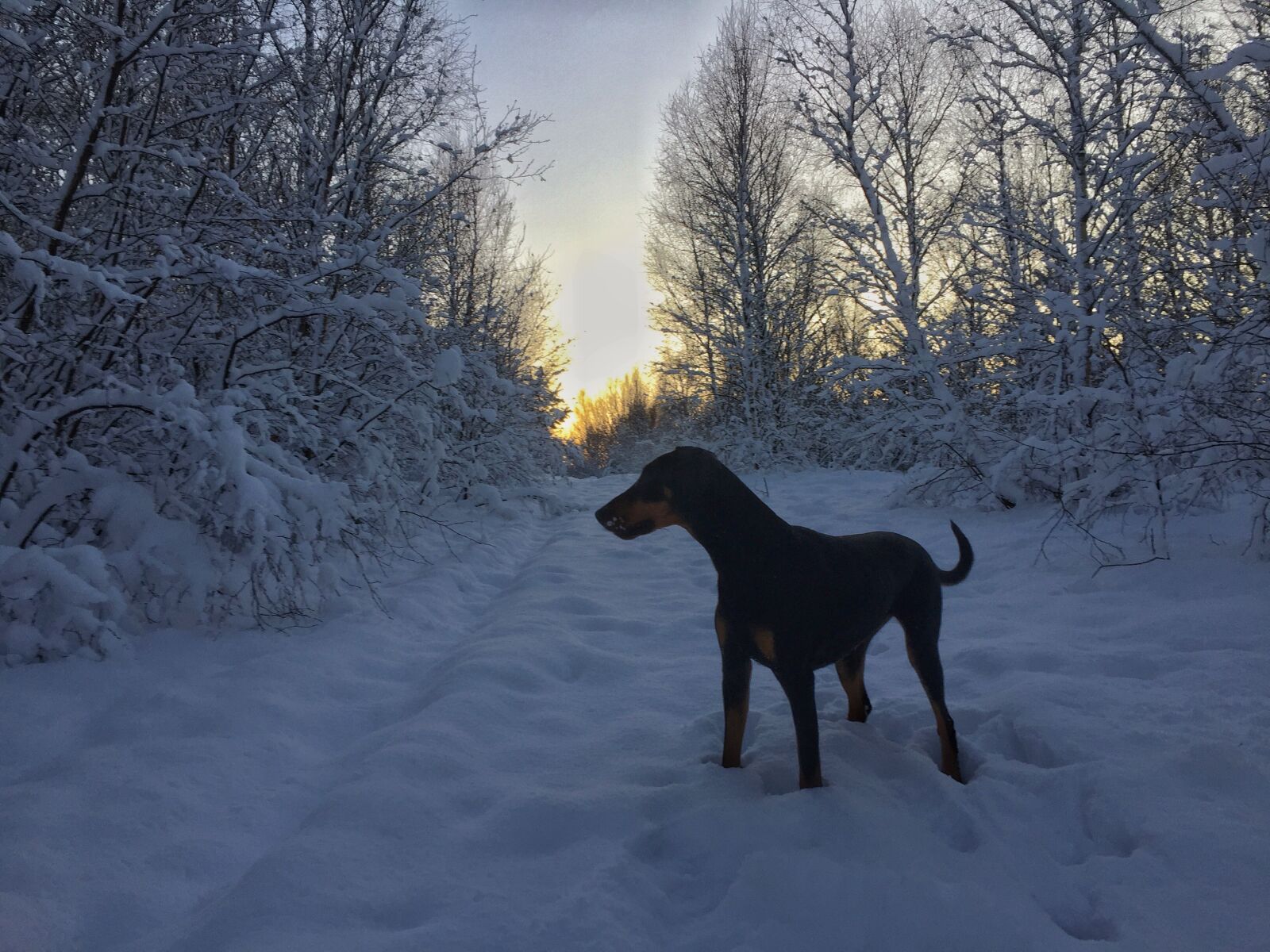 Apple iPhone 6 sample photo. Doberman, pinscher, dog, snow photography