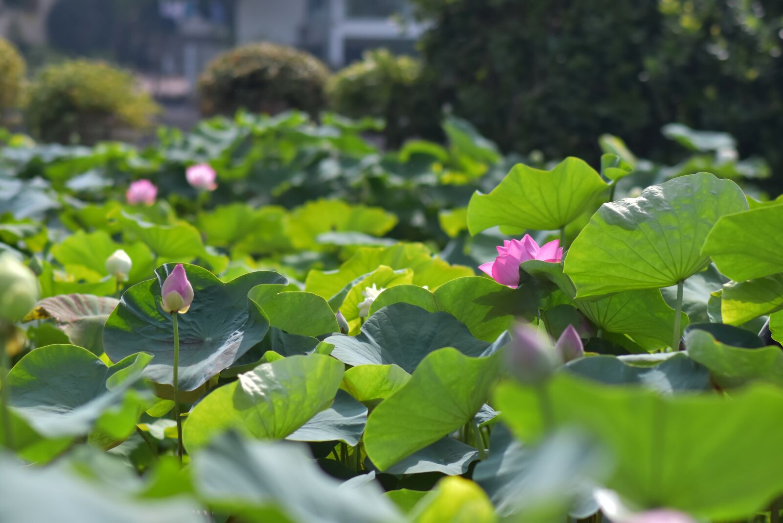 Nikon D7200 sample photo. Flowers, lotus, petals photography
