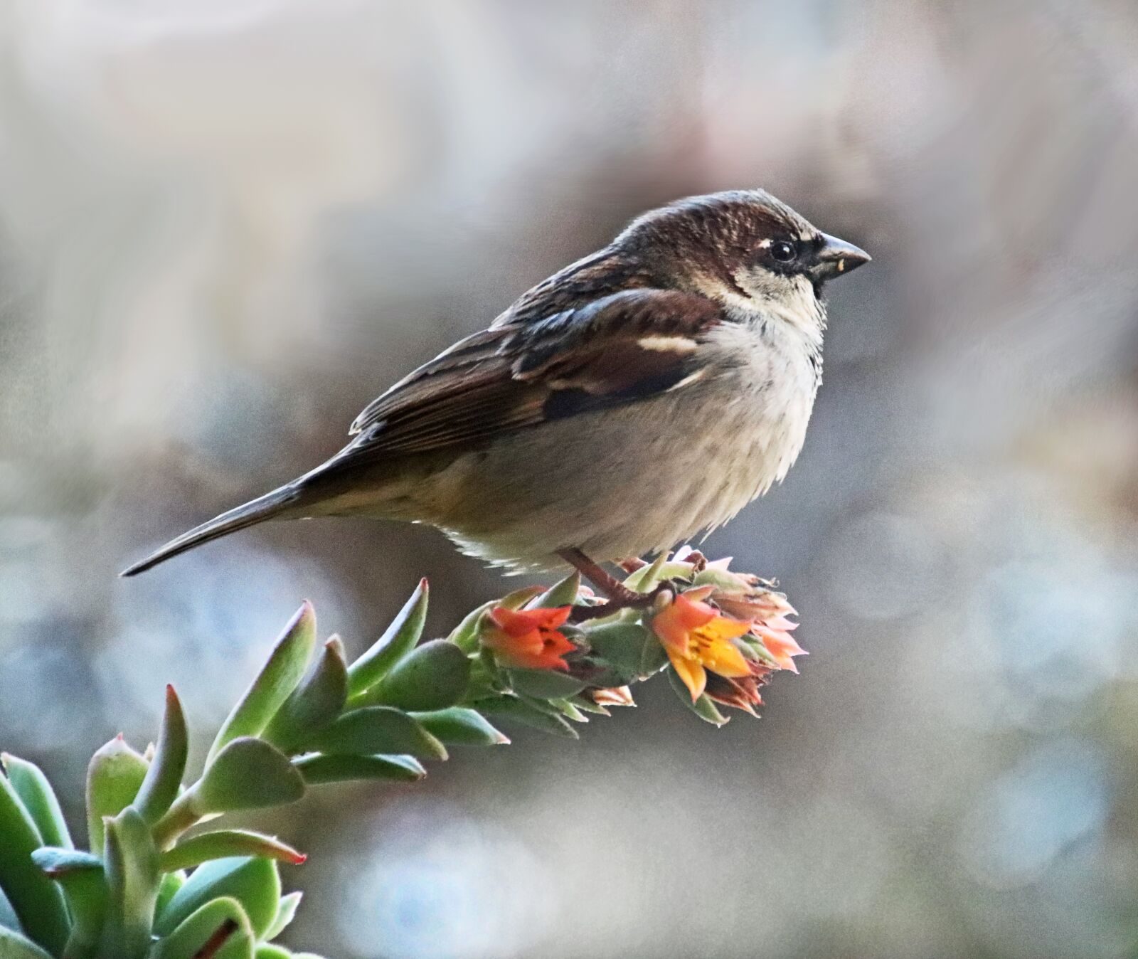 Canon EOS 800D (EOS Rebel T7i / EOS Kiss X9i) + Tamron 18-400mm F3.5-6.3 Di II VC HLD sample photo. Bird, sparrow, wildlife photography