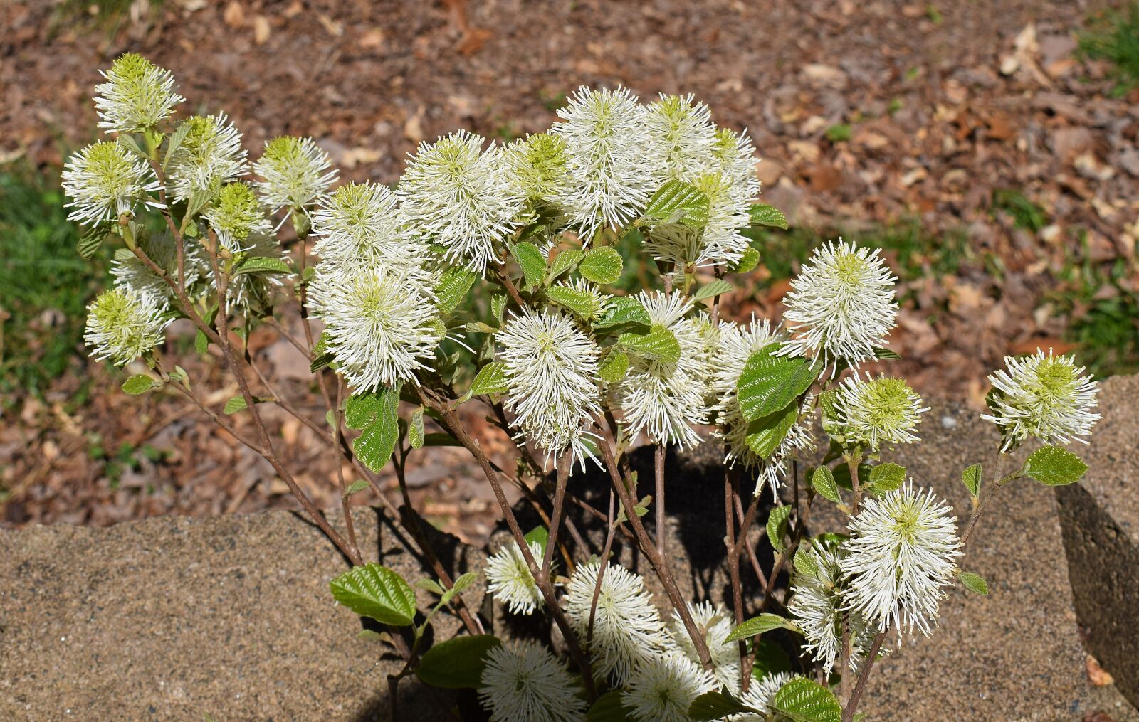 Nikon D3300 sample photo. Fothergilla, witch-alder, wildflower photography