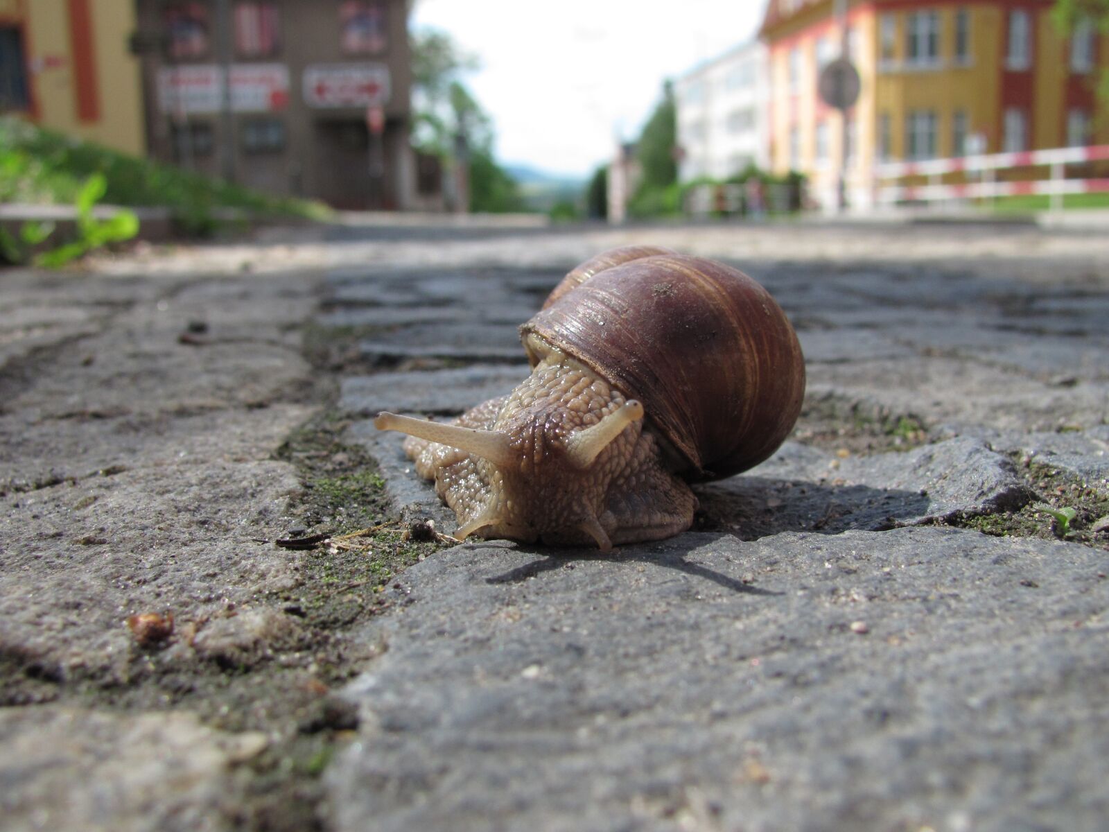 Canon PowerShot SX120 IS sample photo. Snail, town, road photography