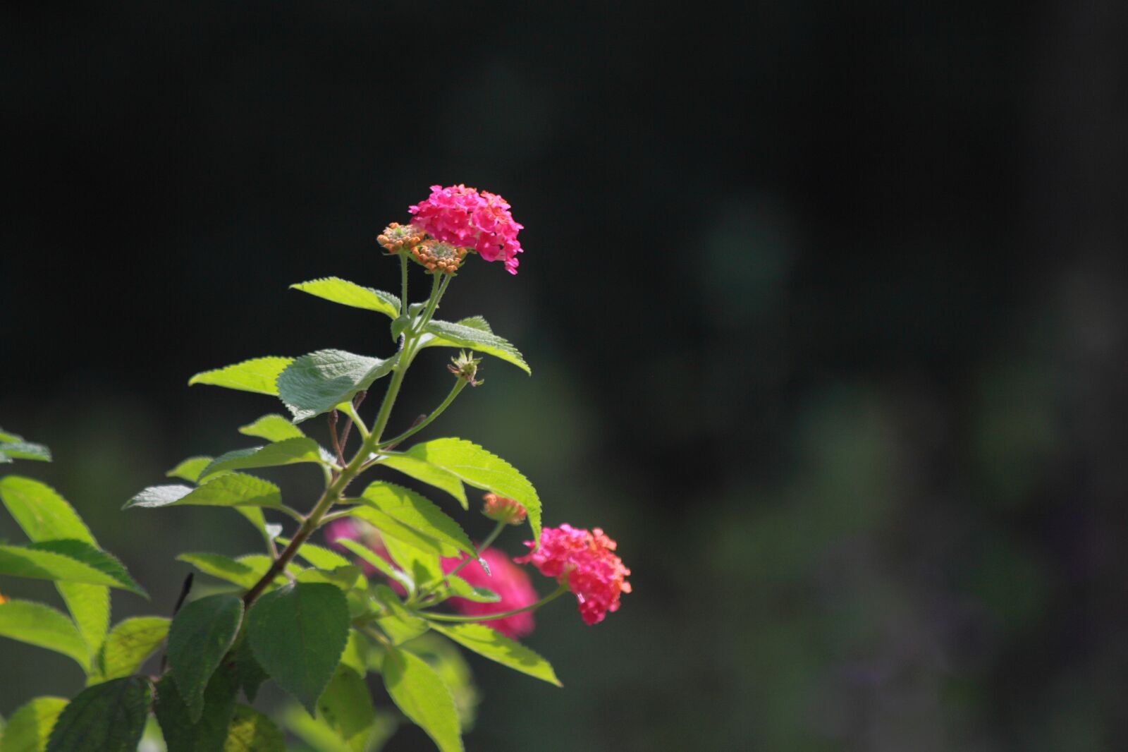 Canon EOS 5D Mark II sample photo. Flowers, nature, plants photography