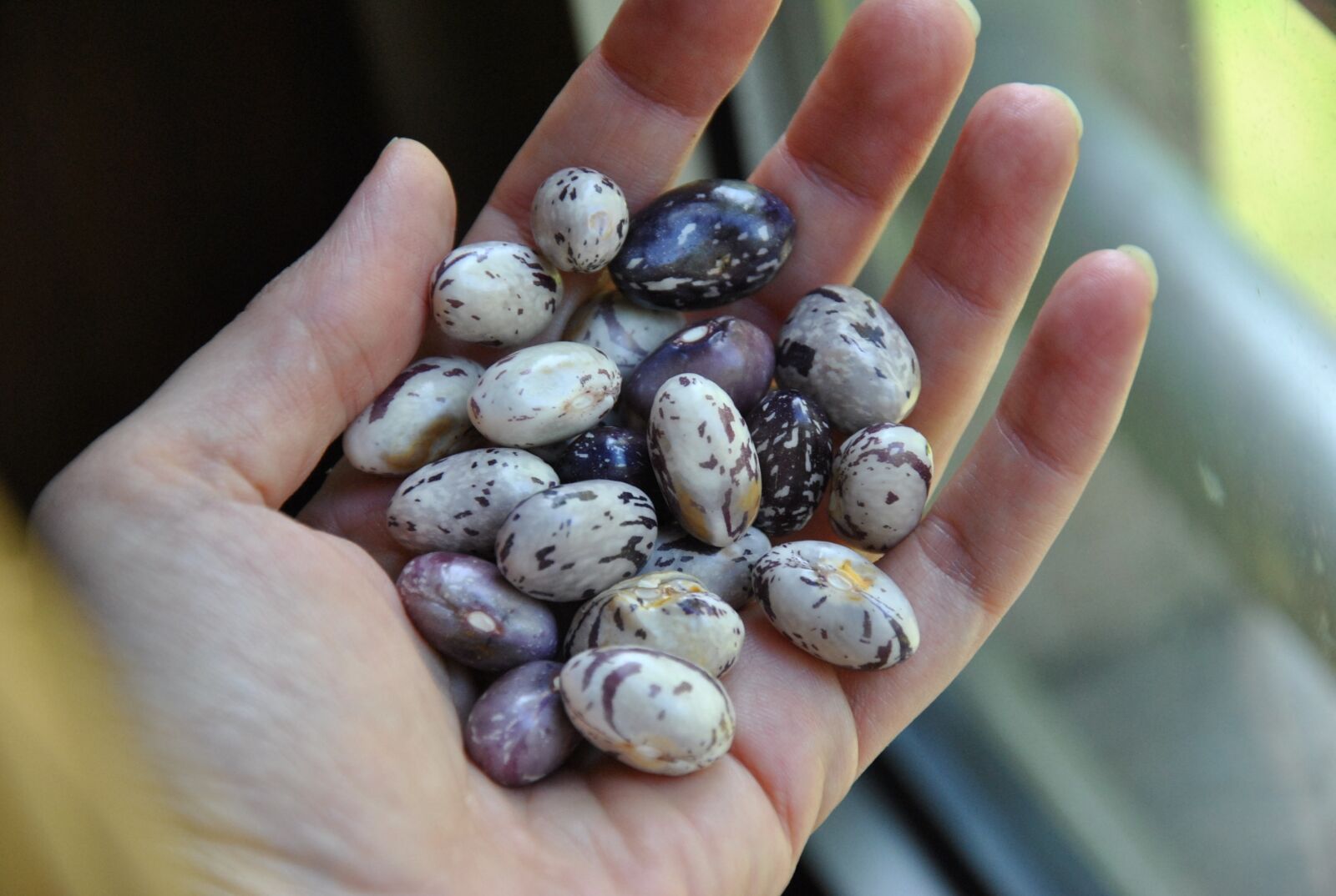 Nikon D3000 sample photo. Ingredient, beans, grain photography
