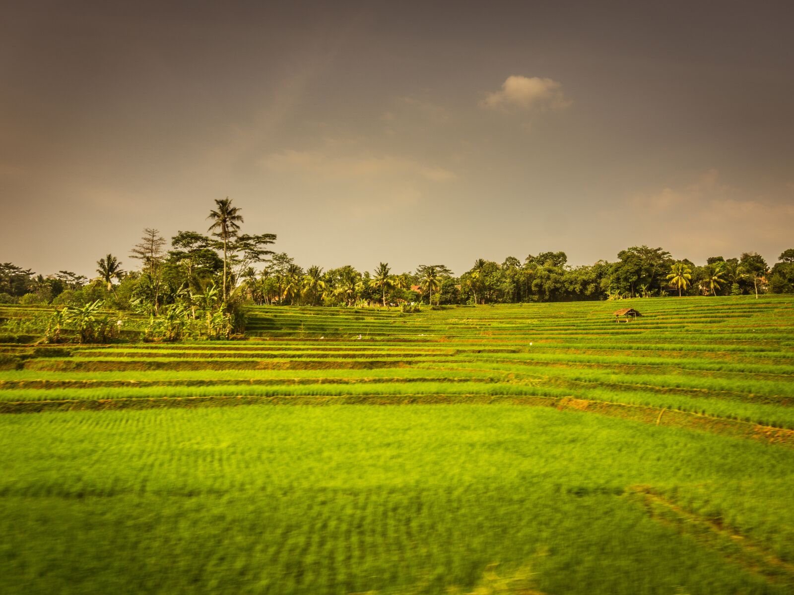 Sony a6000 sample photo. Terrace, paddy, ricefield photography
