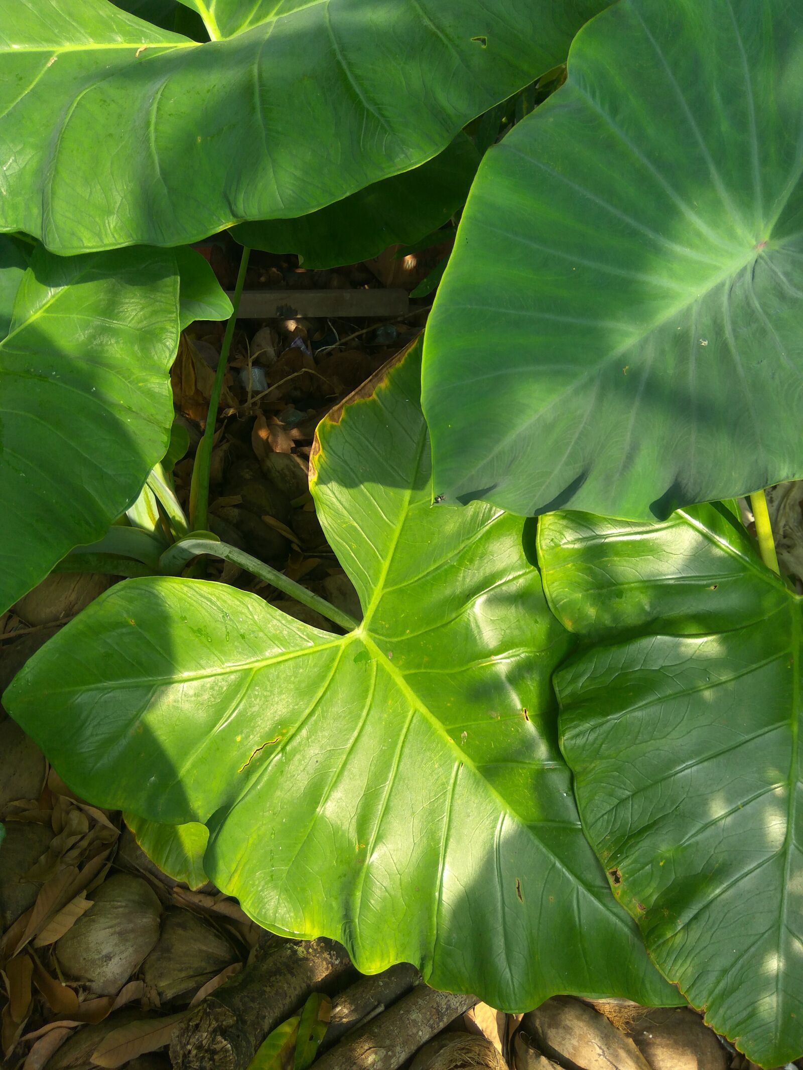 Xiaomi Redmi Note3 sample photo. Taro, leaves, leaf photography