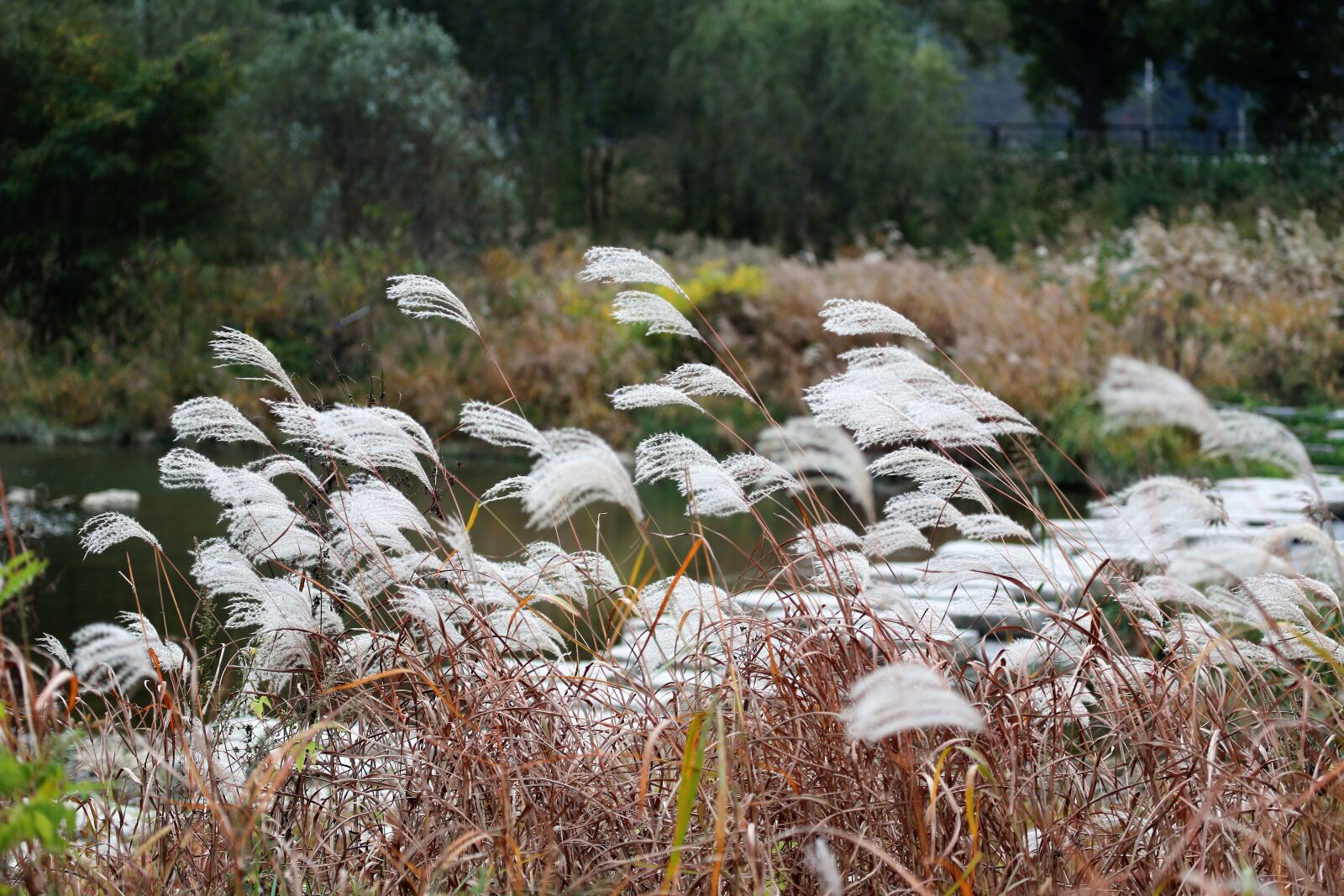 Canon EF 100-400mm F4.5-5.6L IS USM sample photo. Autumn, silver grass, reed photography
