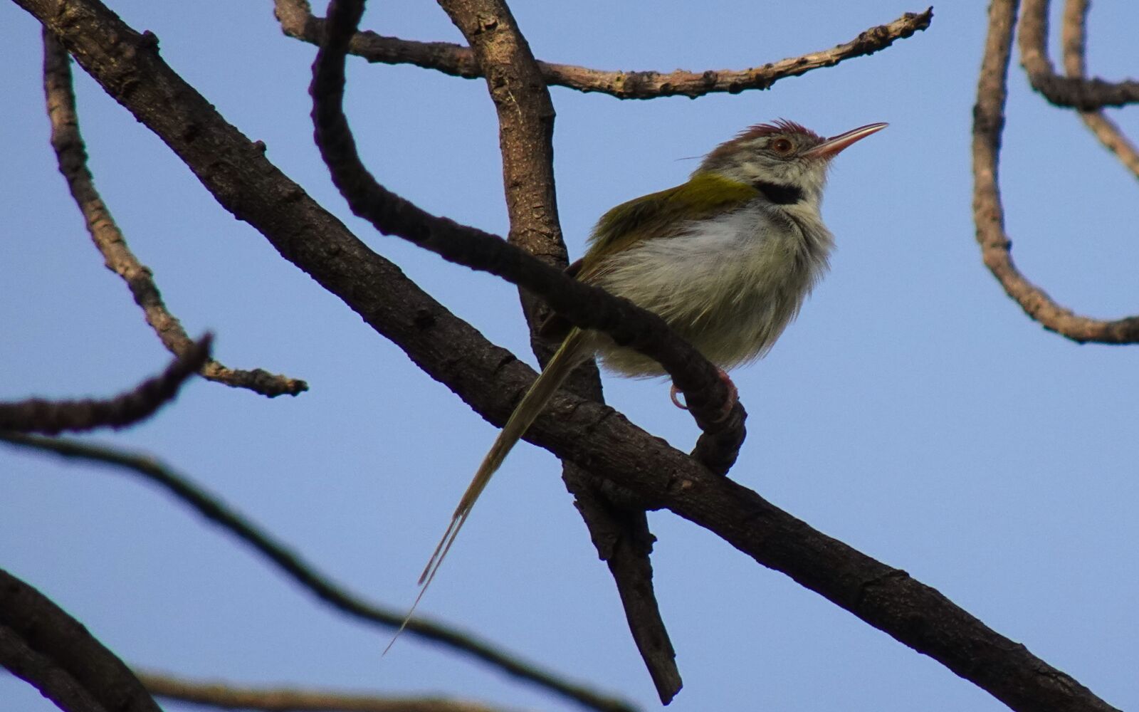 Sony DSC-WX800 sample photo. Bird, common tailorbird, male photography
