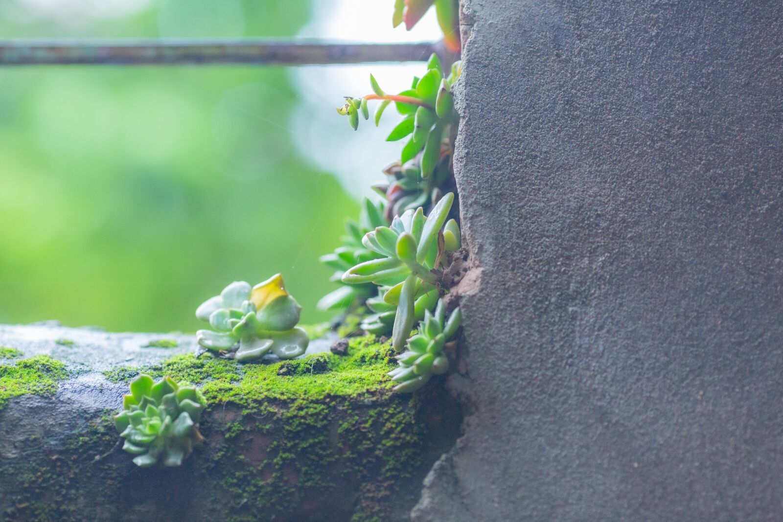 Canon EOS 5D Mark III + Canon EF 135mm F2L USM sample photo. Lotus stone, flower, stone photography