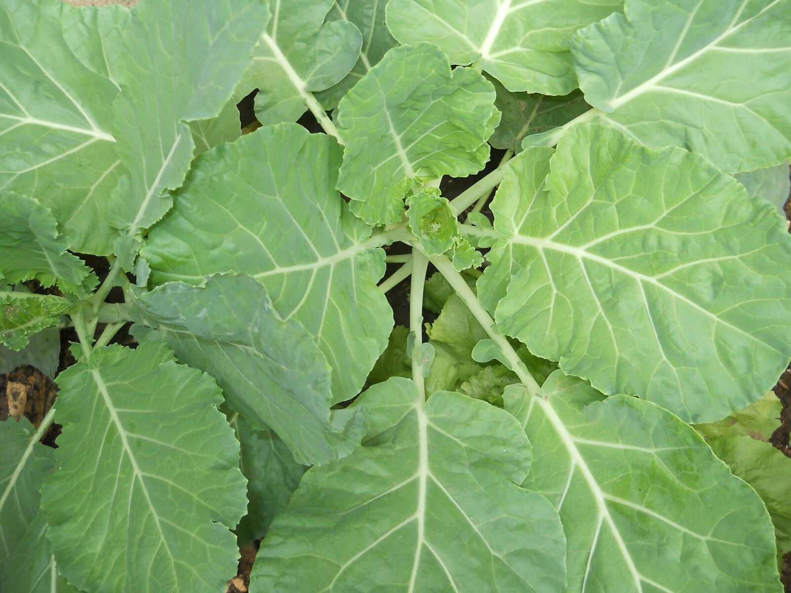 Nikon Coolpix L21 sample photo. Kale, garden home, edible photography