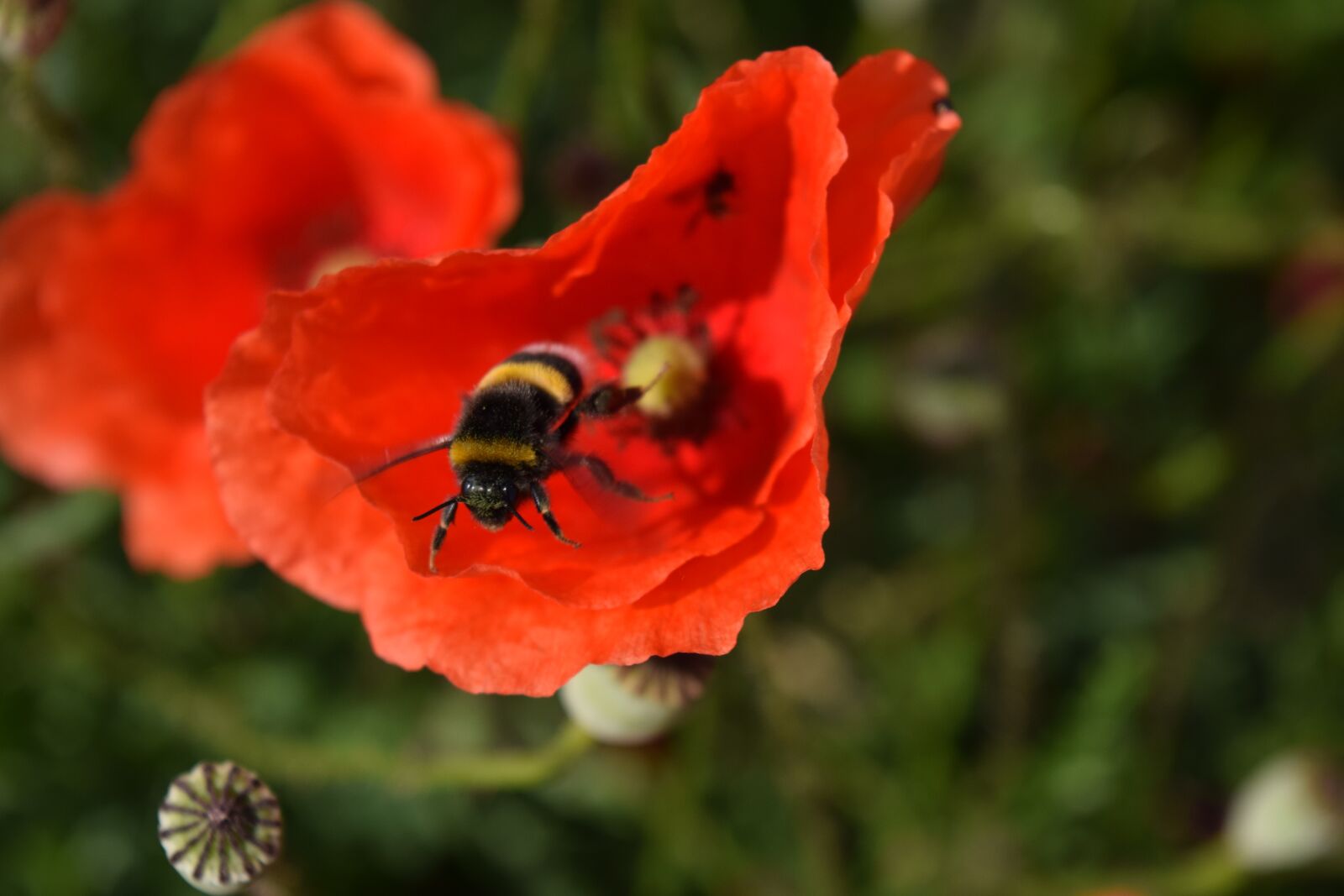 Nikon D3300 sample photo. Hummel, poppy flower, departure photography