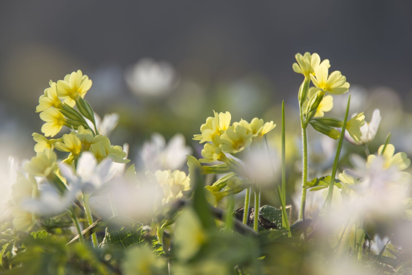 Nikon D5200 sample photo. Cowslip, flower, yellow photography