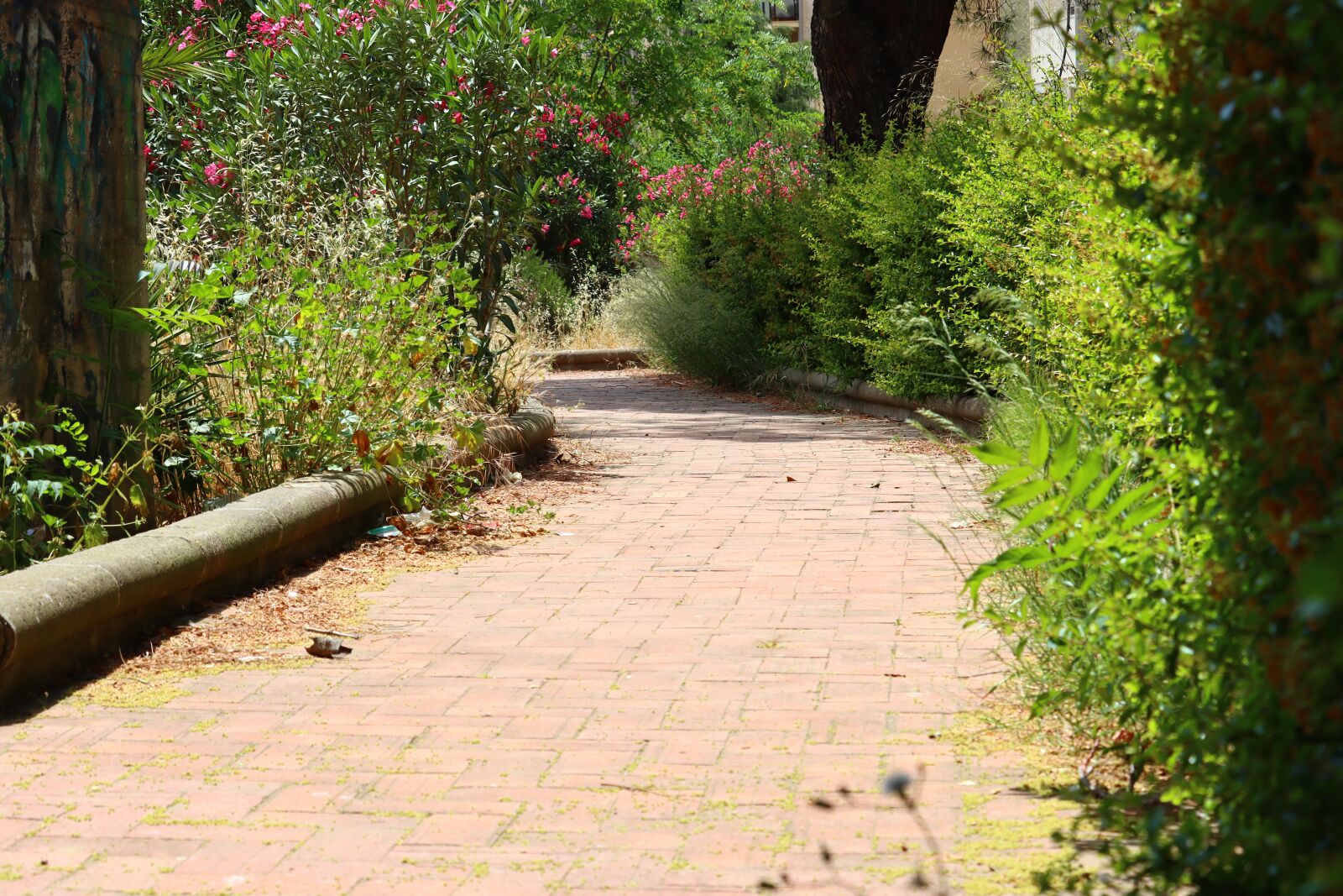 Canon EOS 90D sample photo. Green, nature, driveway photography