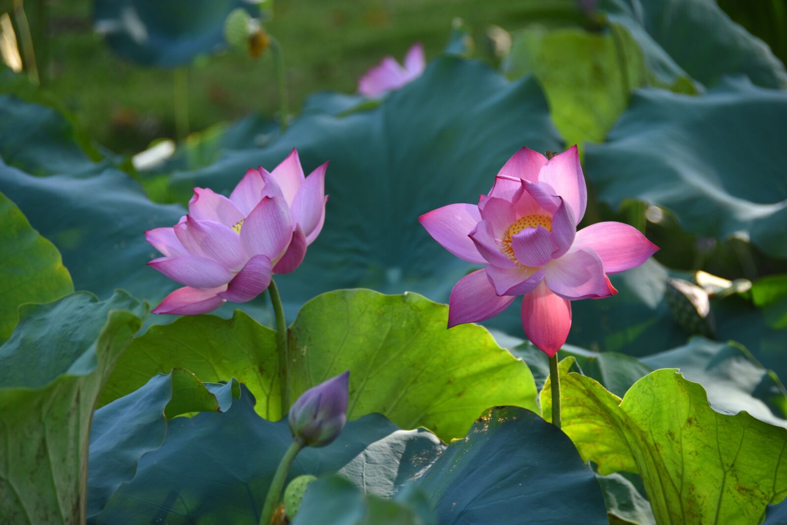 Nikon D7200 sample photo. Lotus, pink, bloom photography