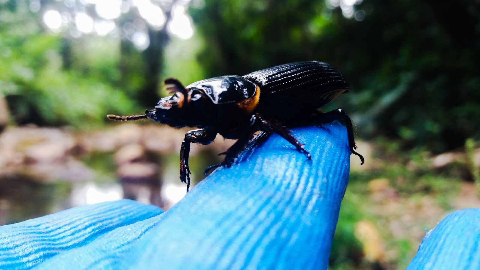 Samsung Galaxy J5 sample photo. Escarabajo, naturaleza, rió photography