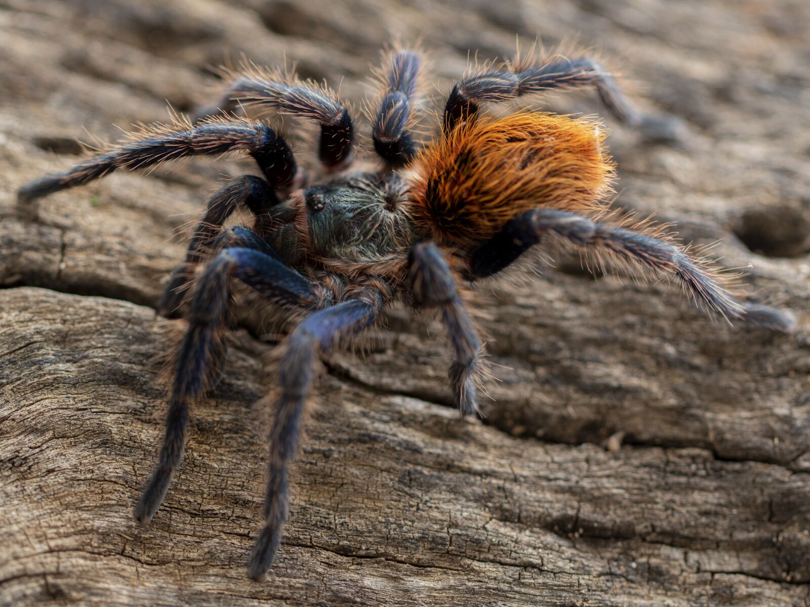 Canon EOS 7D Mark II sample photo. Spider, tarantula, chromatopelma photography