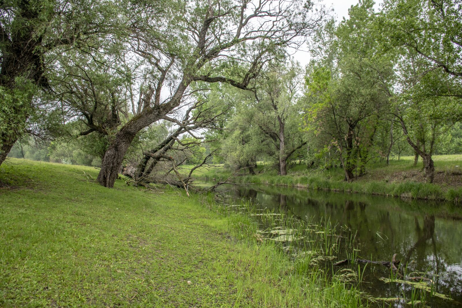 Nikon D5300 sample photo. Szolnok, jumbled river, water photography