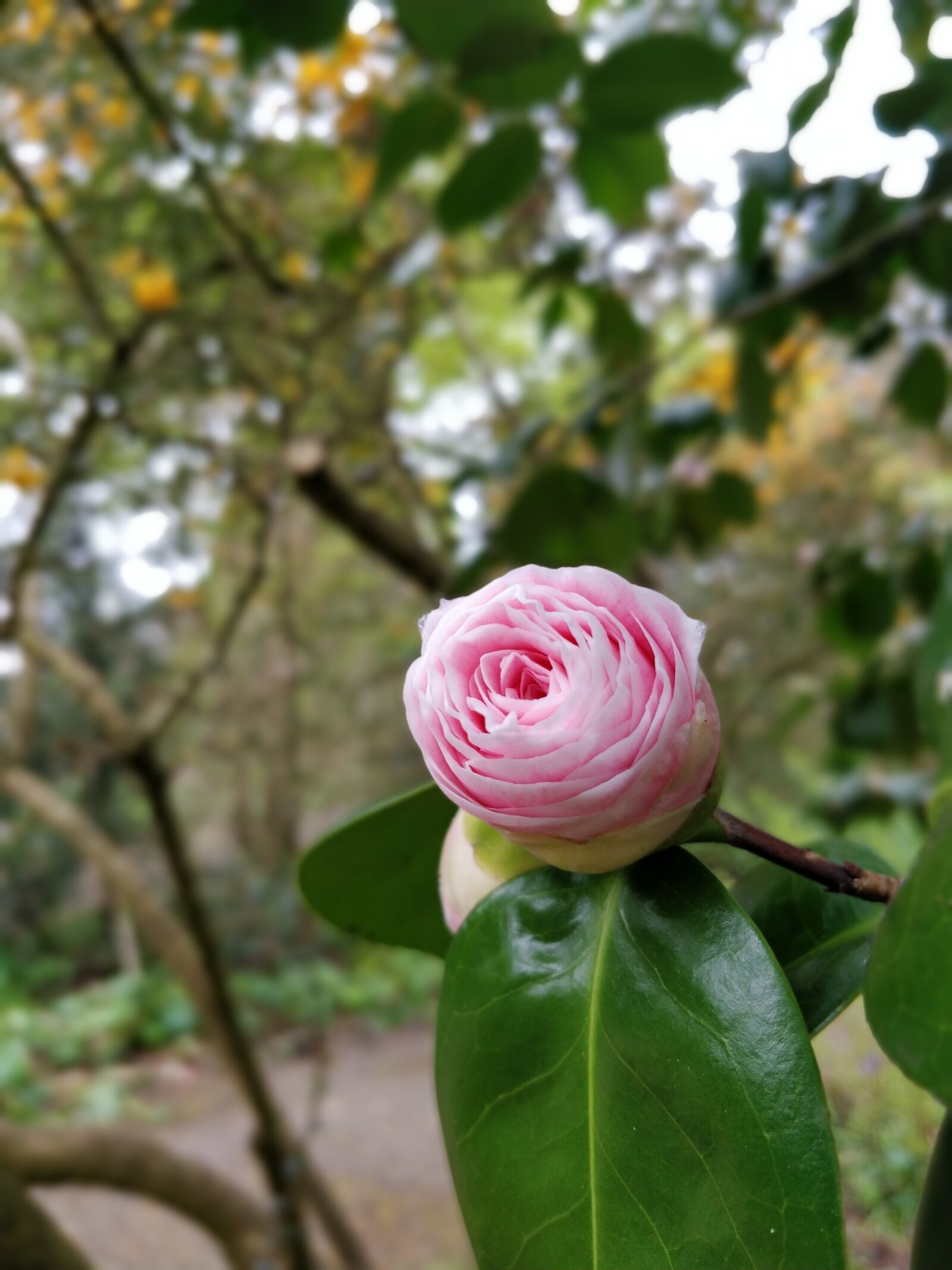 OnePlus 5T sample photo. Flower, garden, rose photography