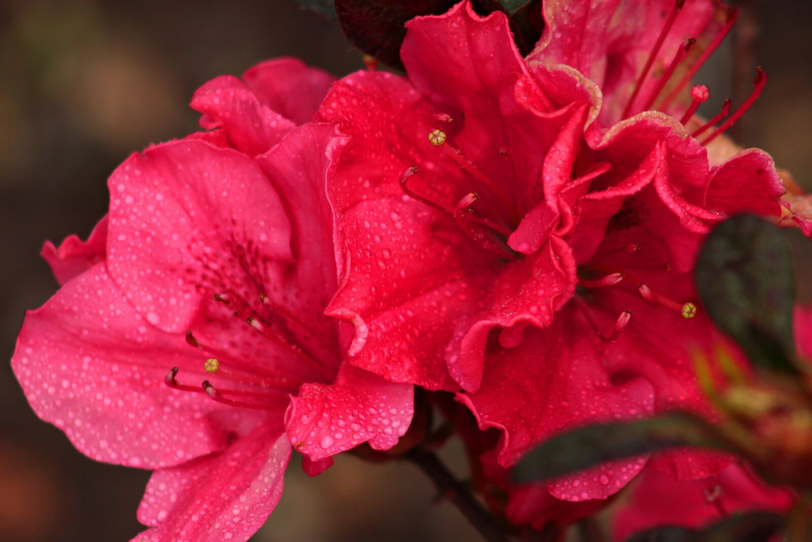 Canon EF75-300mm f/4-5.6 sample photo. Biodiversity, flowers, spring photography