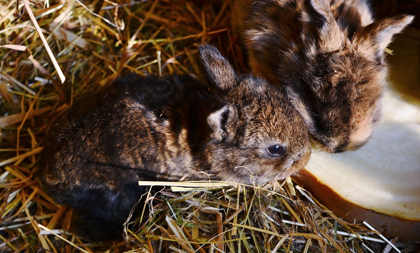 Nikon D5200 sample photo. Rabbit, boy, mammal photography