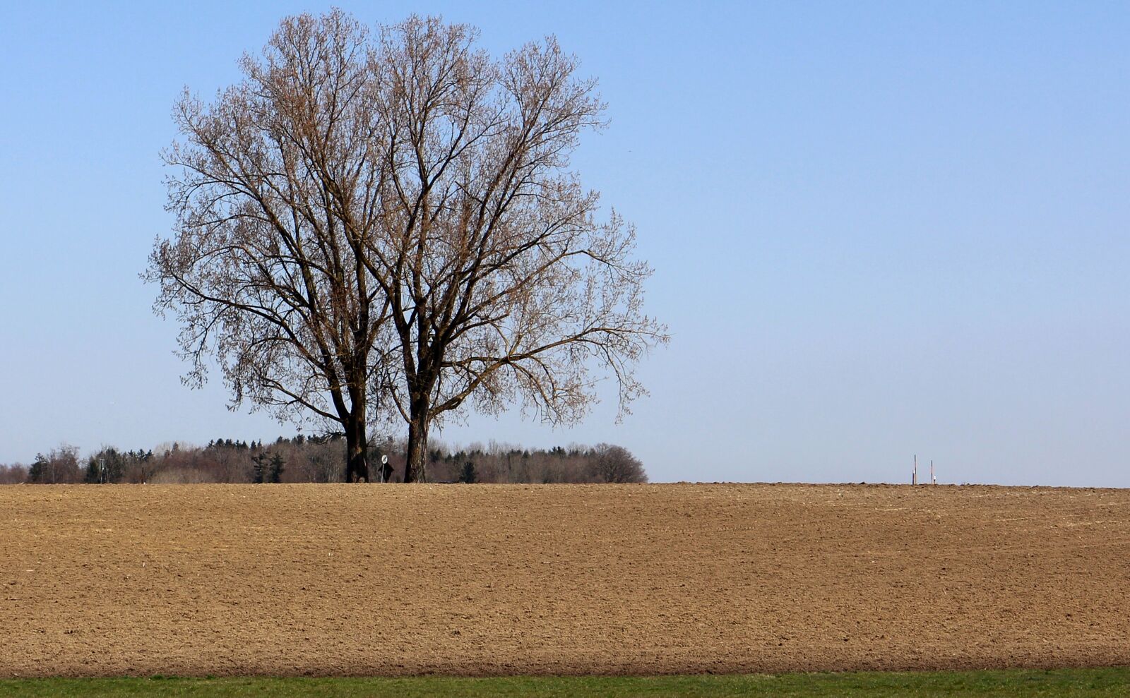 Canon EOS M sample photo. Arable, field, tree photography