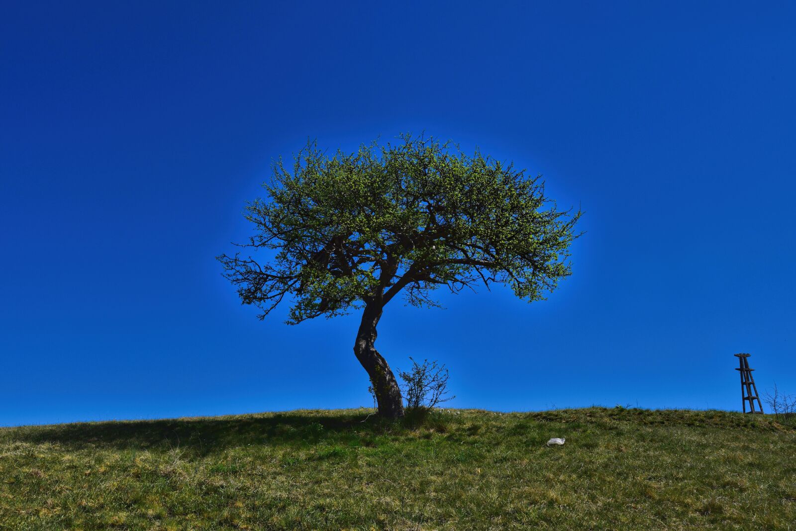 Nikon D750 sample photo. Tree, nature, landscape photography
