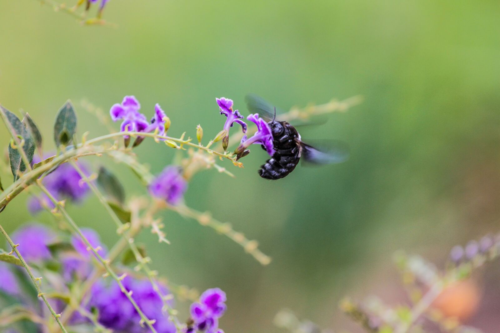 Canon EOS 7D + Canon EF 70-200mm F4L USM sample photo. Bee, flower, purple photography