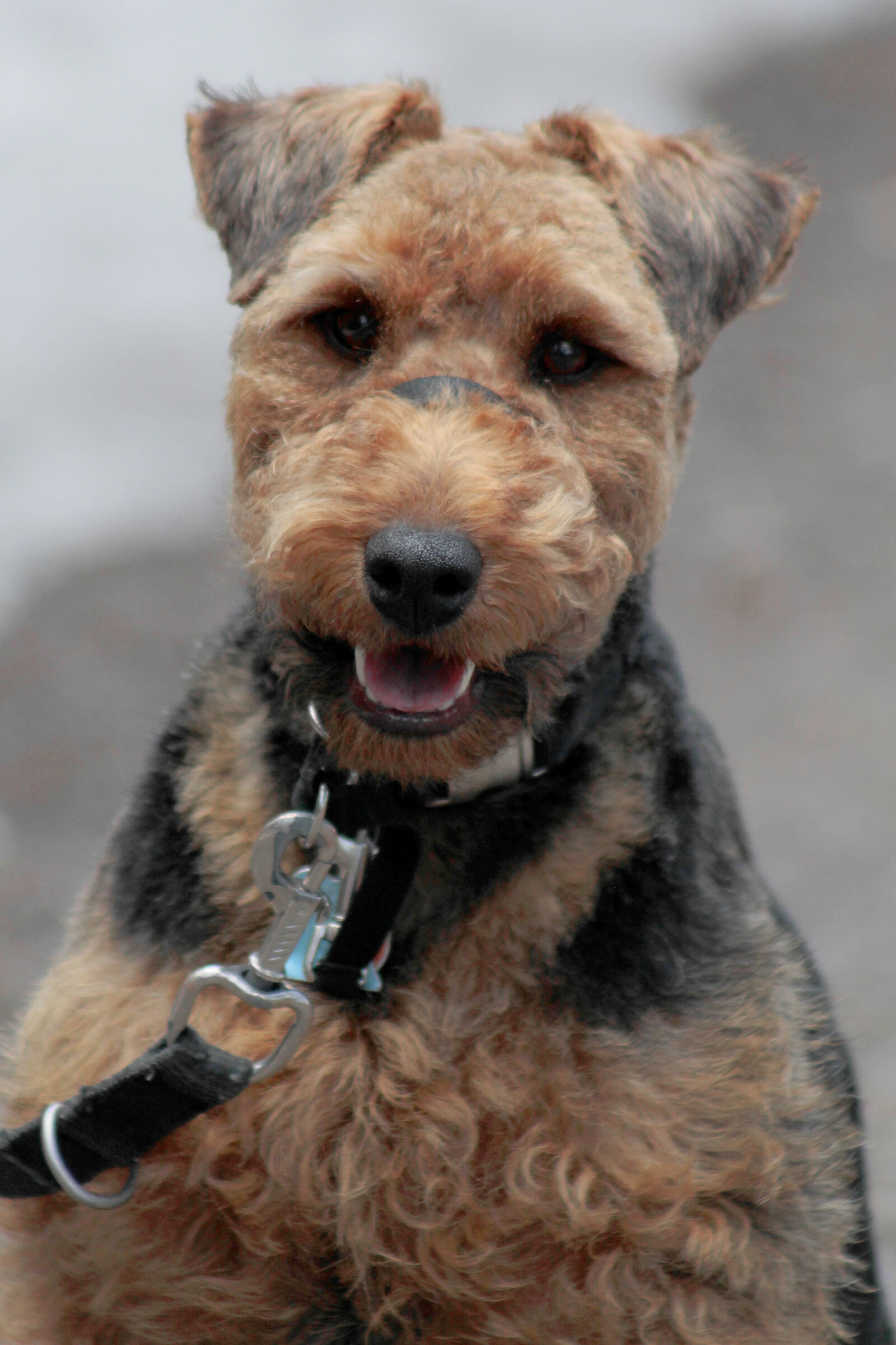 Canon EOS 1100D (EOS Rebel T3 / EOS Kiss X50) + Canon EF 75-300mm f/4-5.6 USM sample photo. Dog, welsh, terrier photography