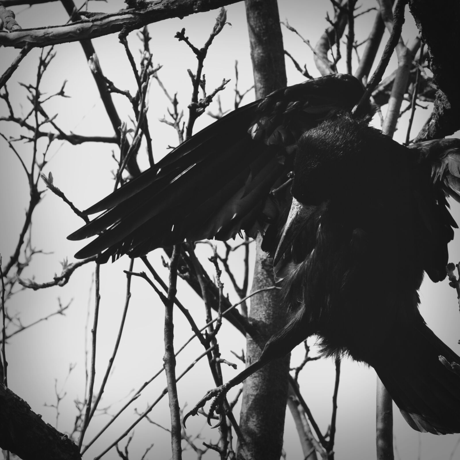Nikon D3100 sample photo. Bird, crow, dark, dead photography