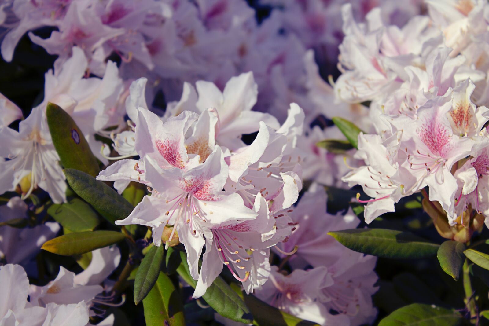 Canon EOS 1100D (EOS Rebel T3 / EOS Kiss X50) sample photo. Flower, rhododendron, spring photography