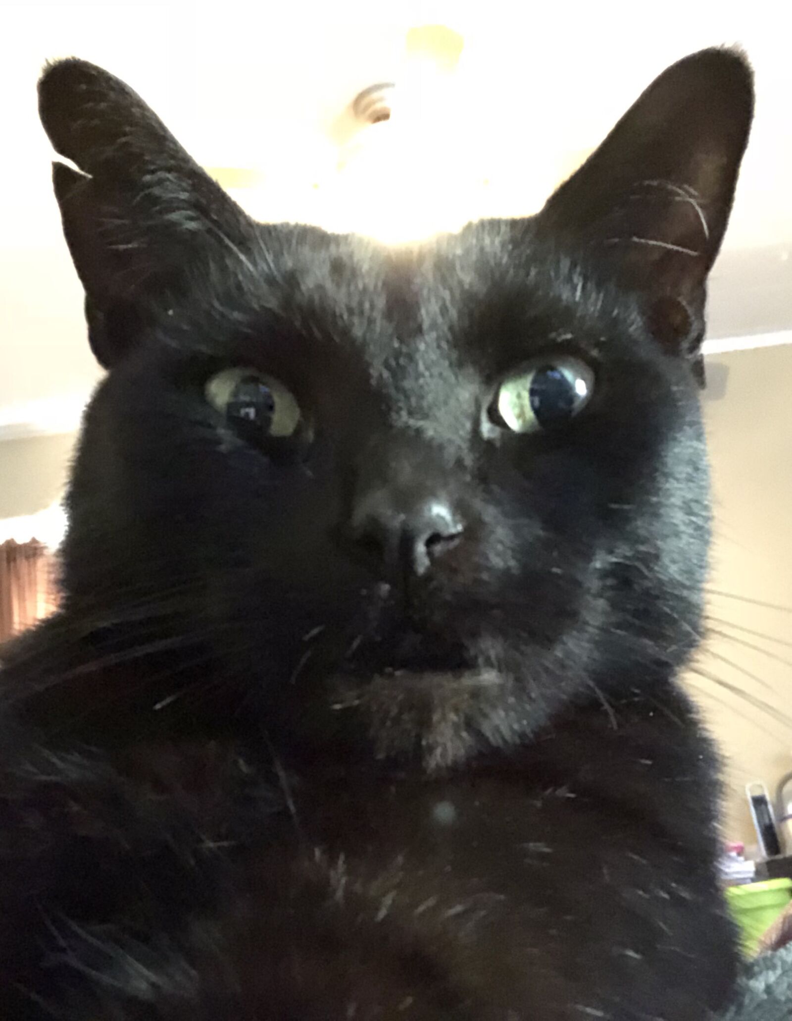 Apple iPhone 8 Plus sample photo. Black, cat photography