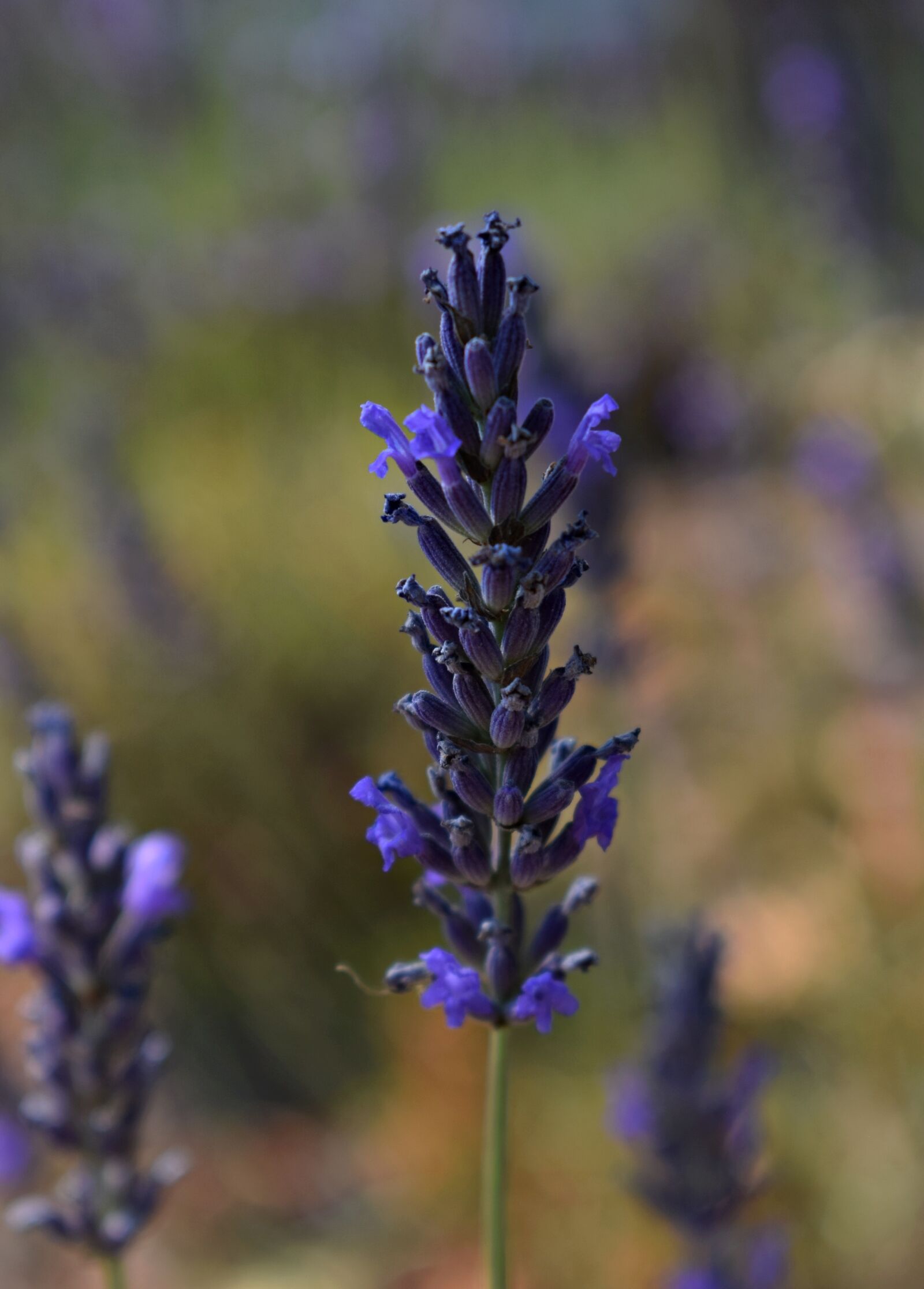 Nikon D3300 sample photo. Lavender, flower, blossom photography