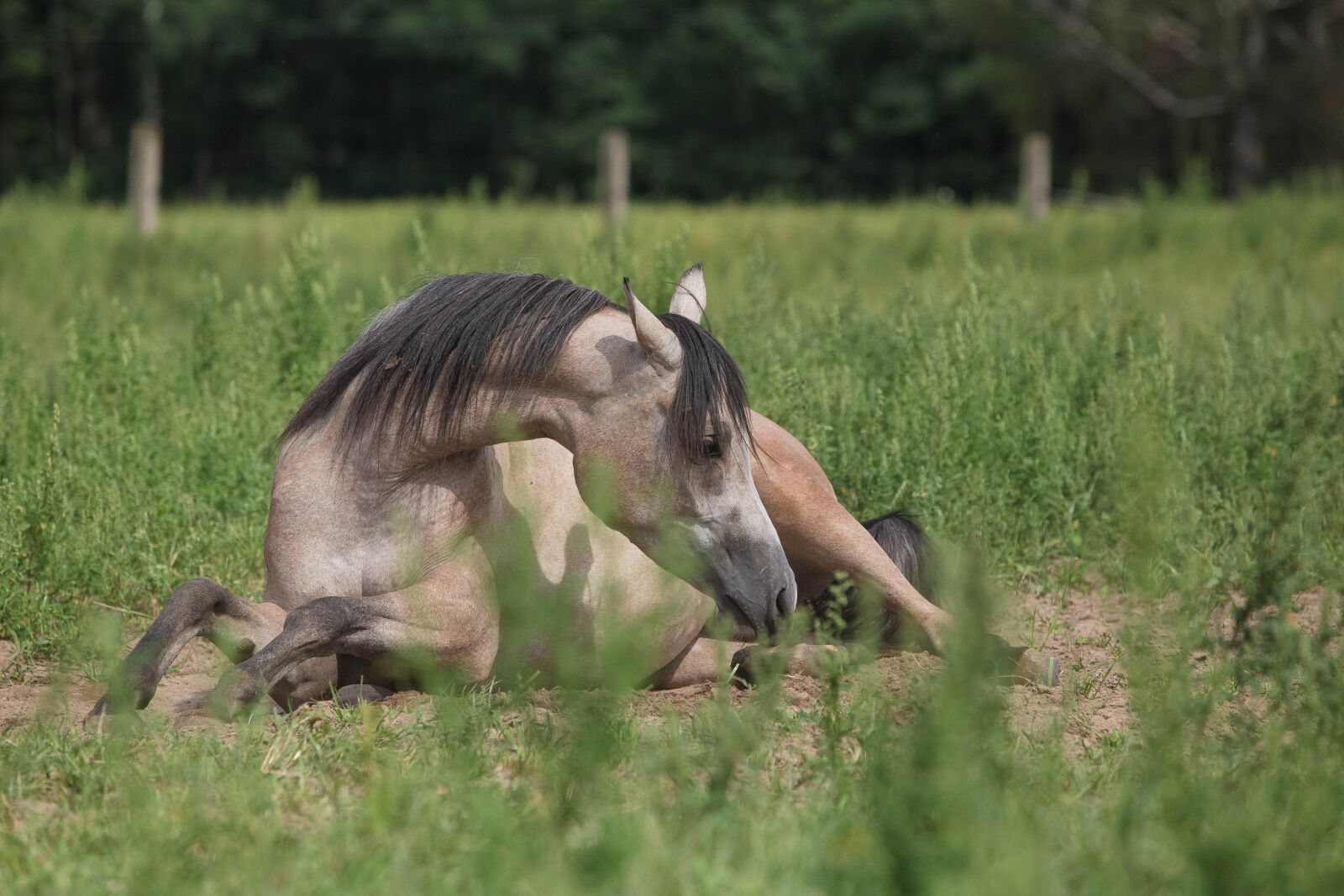 Canon EF 70-200mm F2.8L USM sample photo. Horse, koń, konie photography