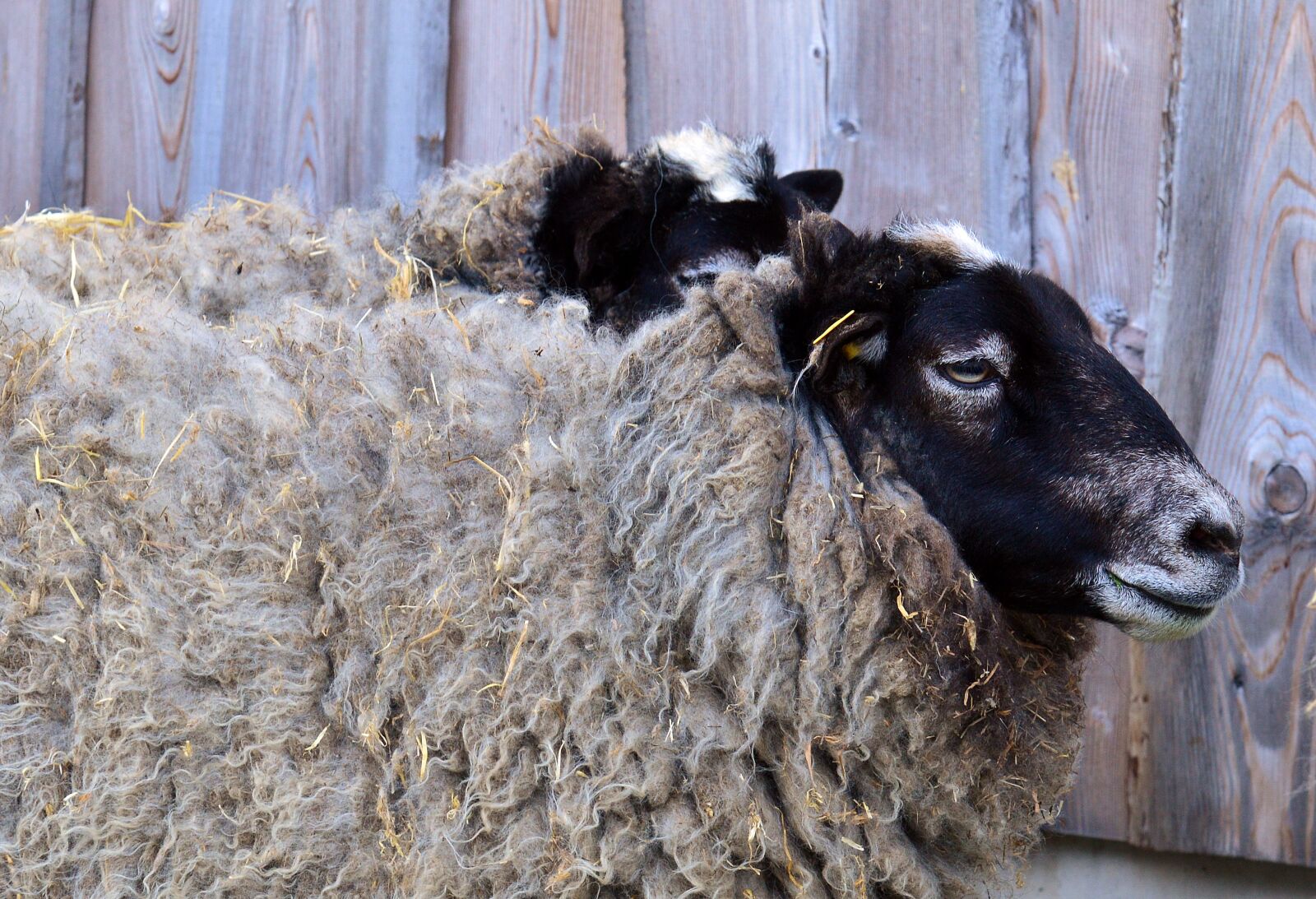 Nikon D3200 sample photo. Sheep, wool, animal photography