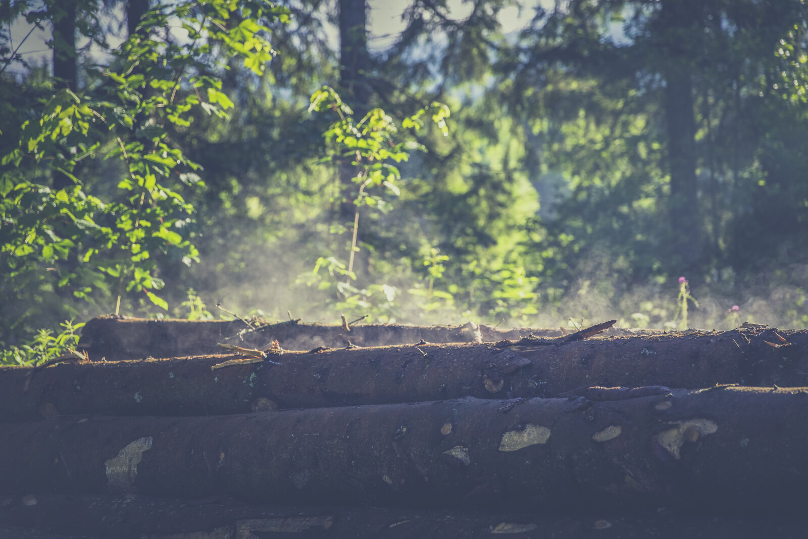 Canon EF 24-70mm F2.8L II USM sample photo. Light, landscape, nature, forest photography