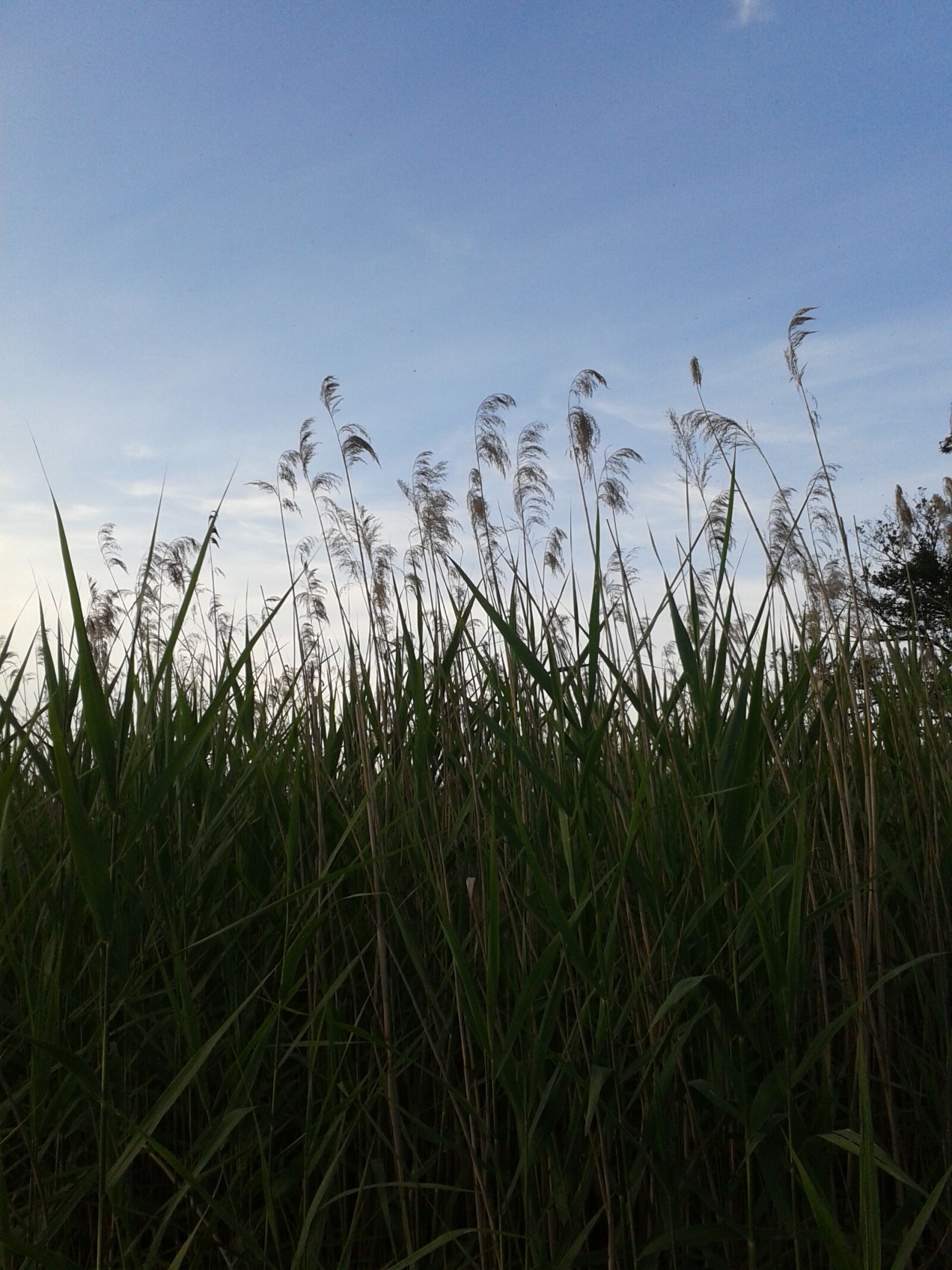 Samsung Galaxy S DUOS sample photo. Grass, sky, nature photography