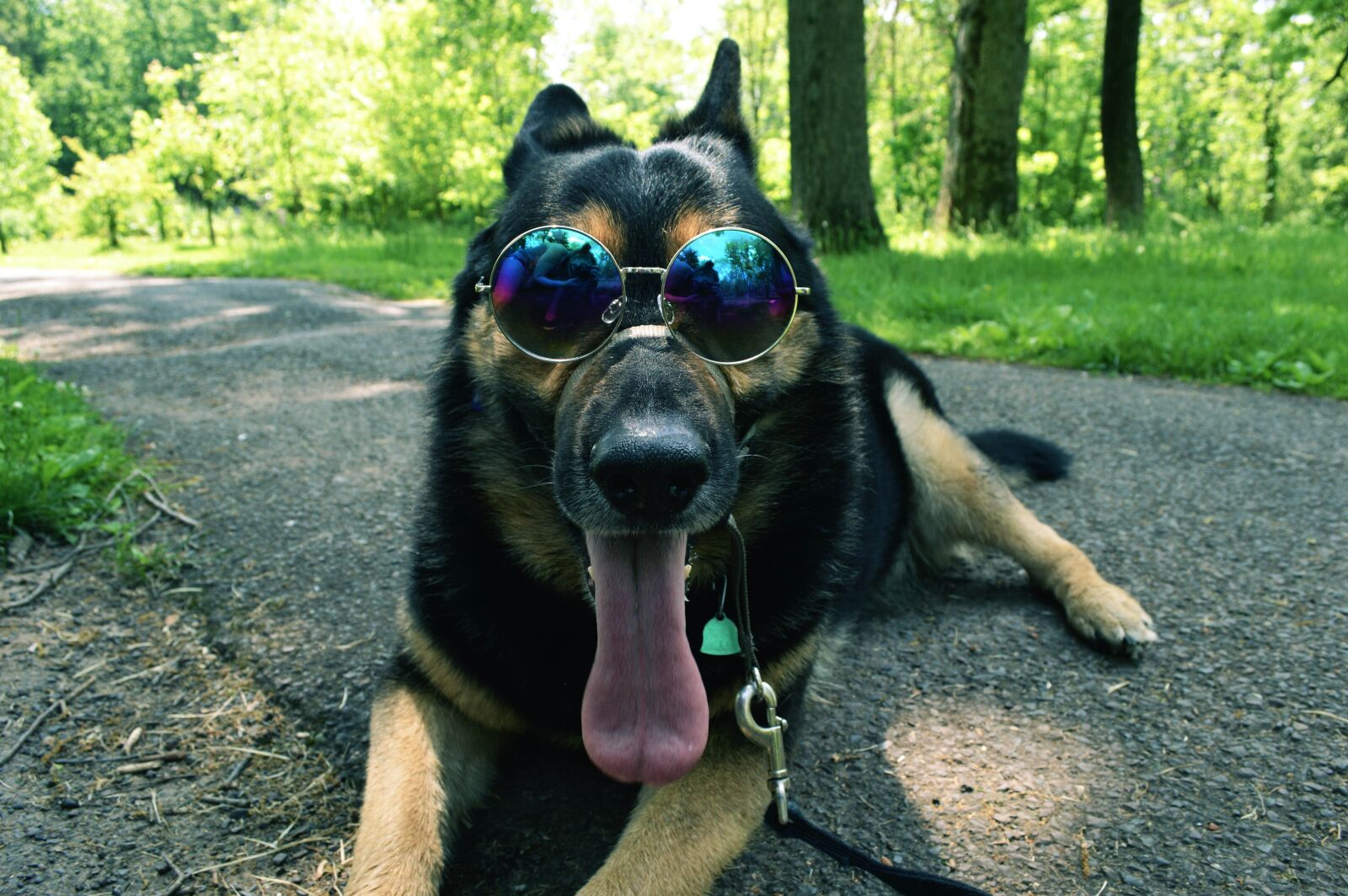 Nikon D3200 sample photo. Dog, german shepherd, german photography