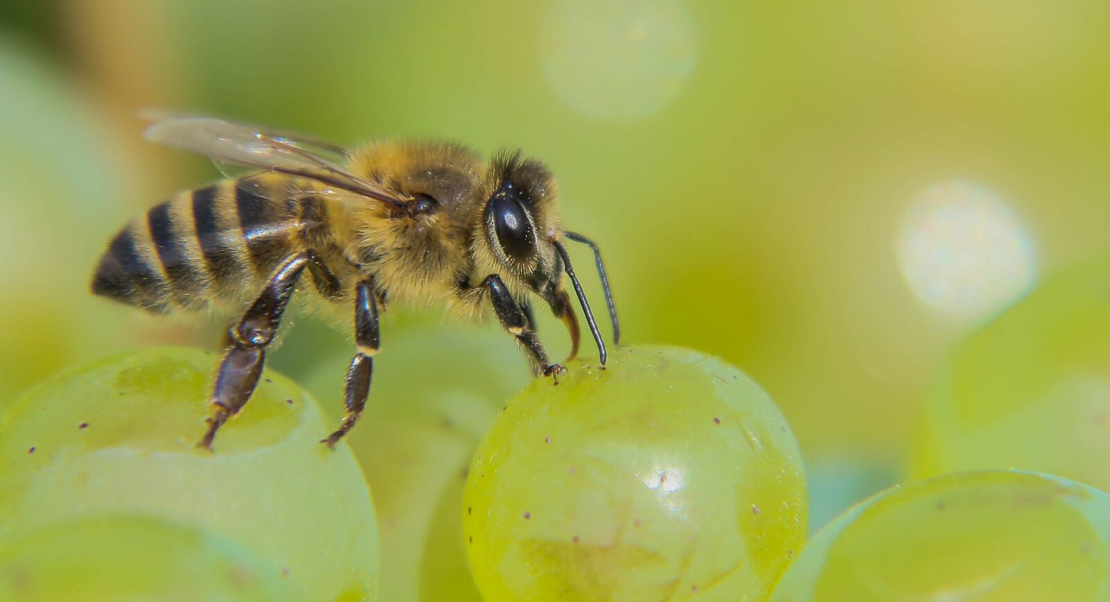 Canon EOS 70D sample photo. Bee, grape, harvest photography