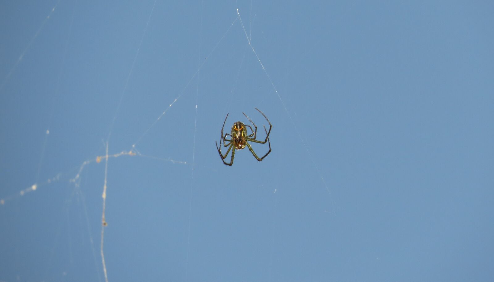 Canon PowerShot SX50 HS sample photo. Insects, nature, area photography