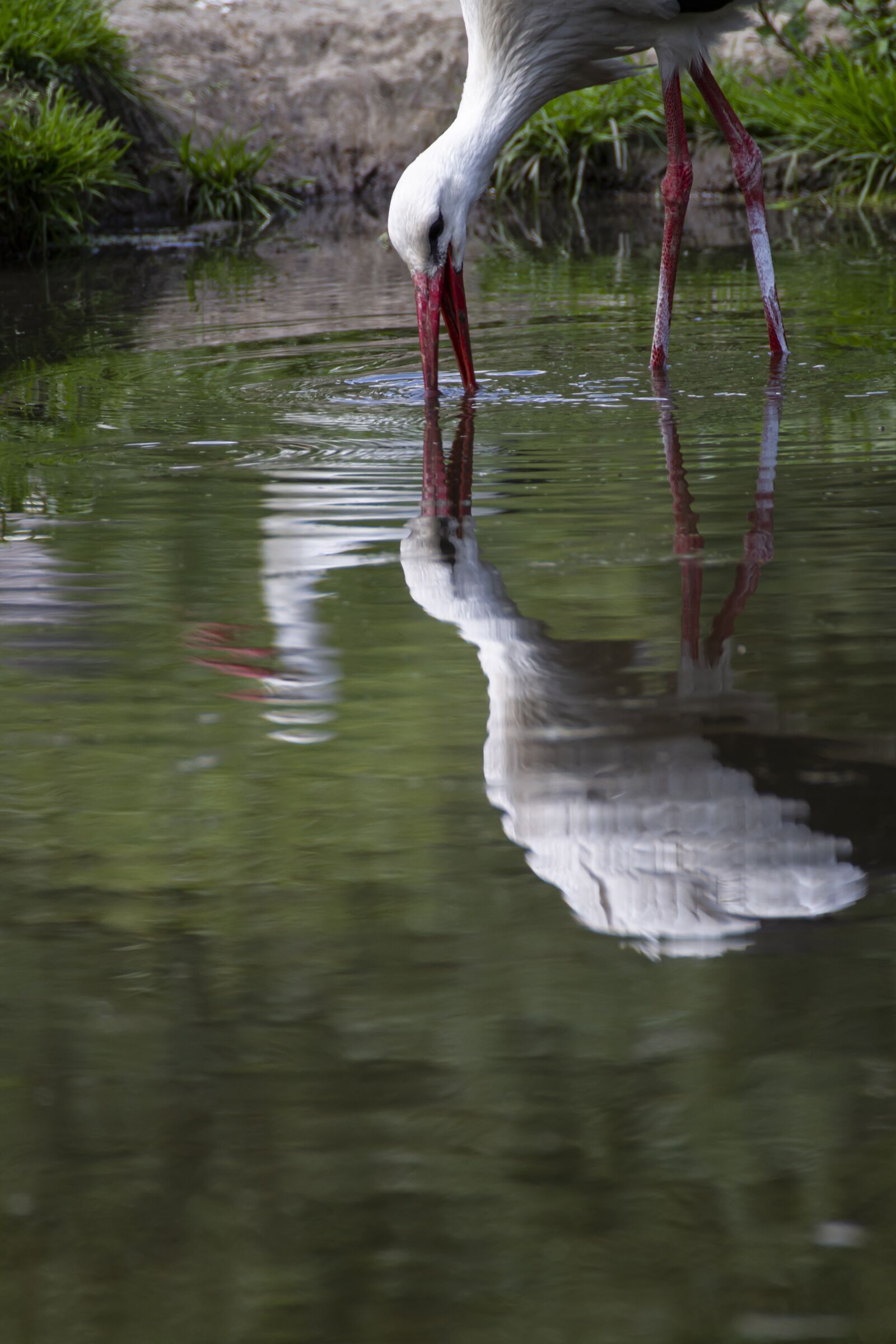 Canon EOS 7D sample photo. Stork, bird, nature photography