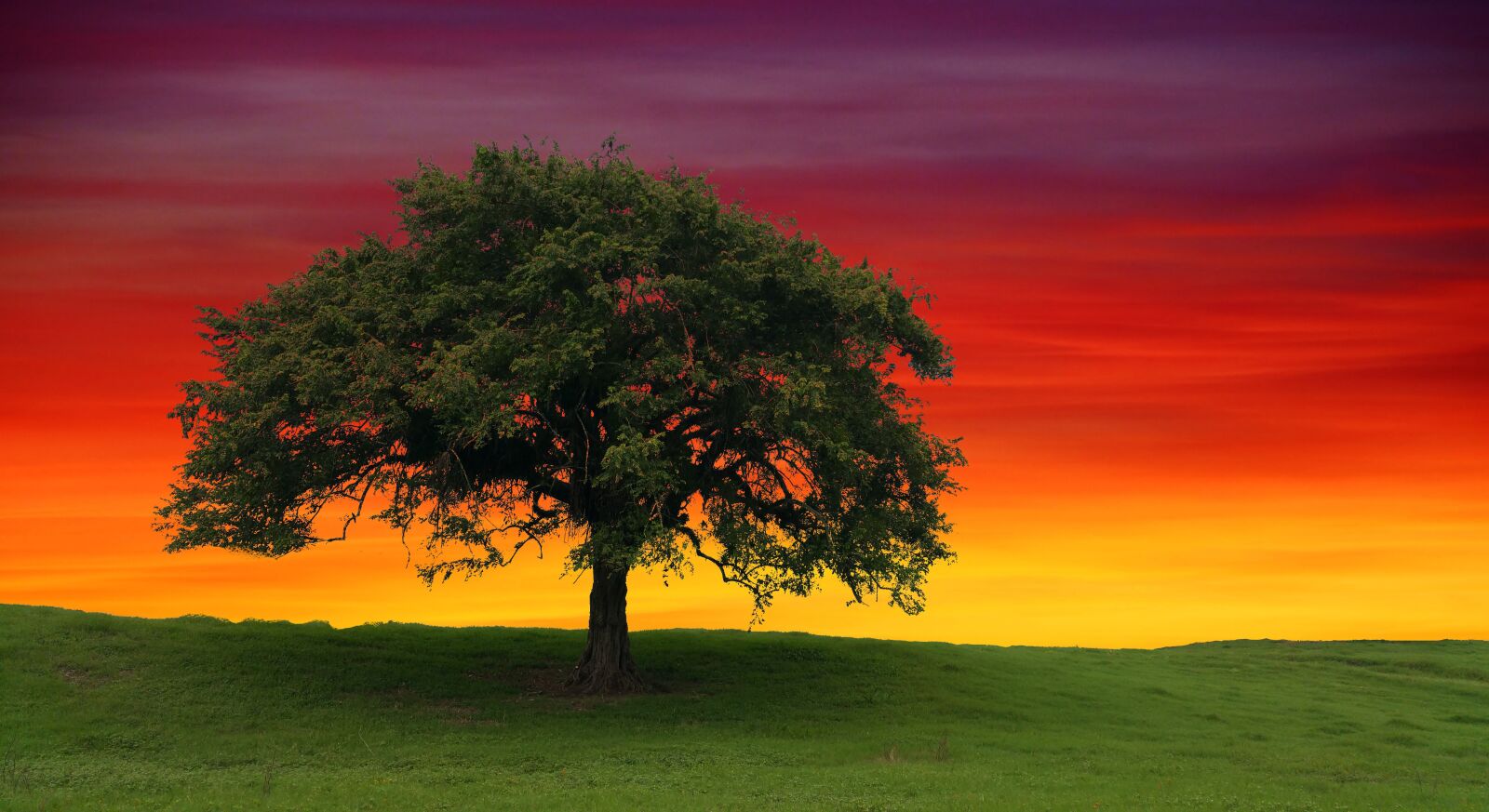 Samsung Galaxy Note4 sample photo. Tree, sunset, nature photography