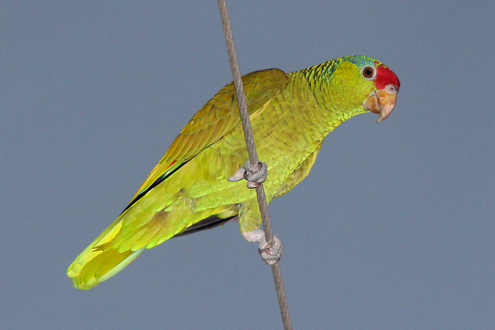 Canon EF 300mm F4L IS USM sample photo