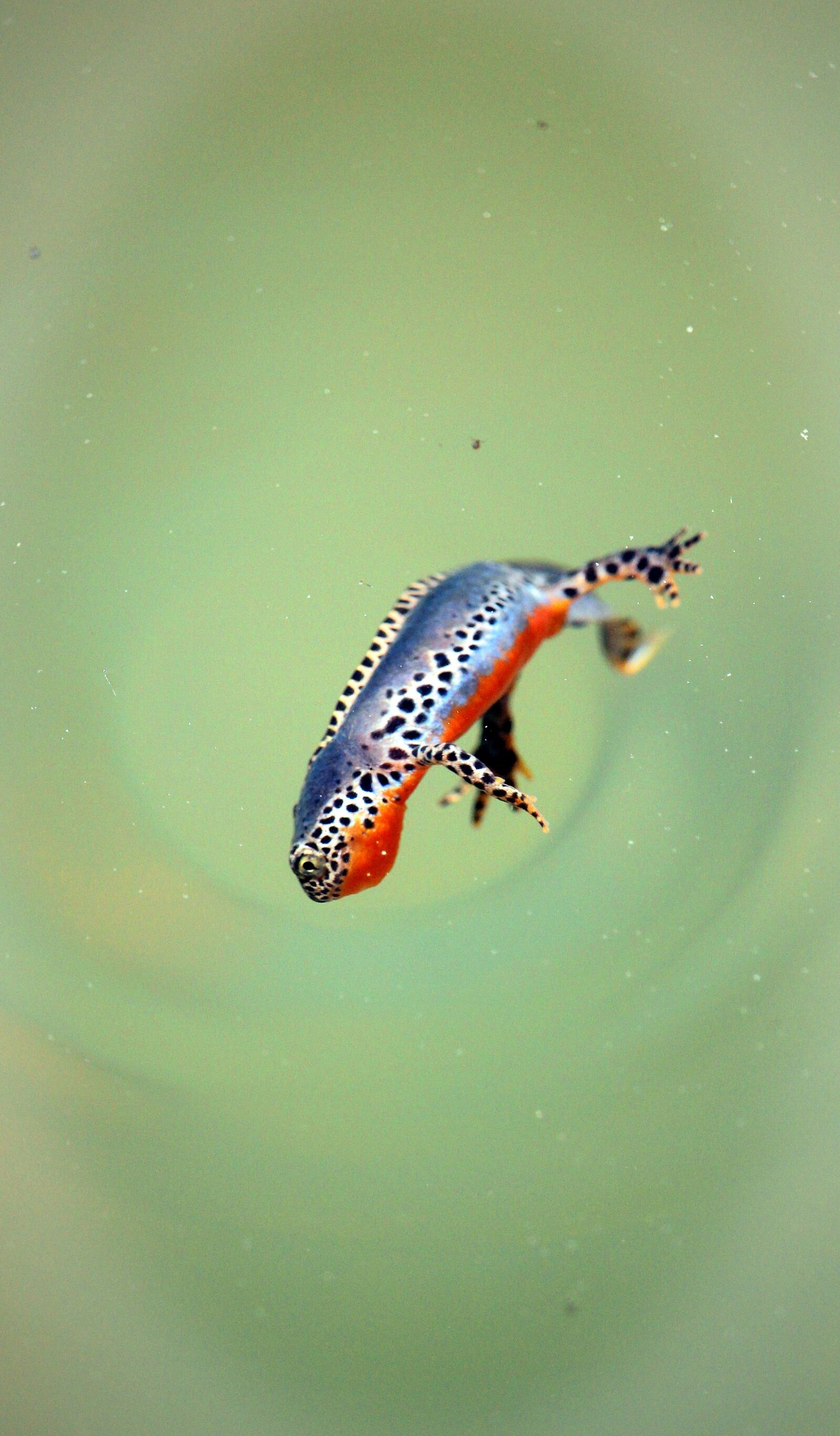 Canon EOS 550D (EOS Rebel T2i / EOS Kiss X4) sample photo. Alpine newt, amphibian, newt photography